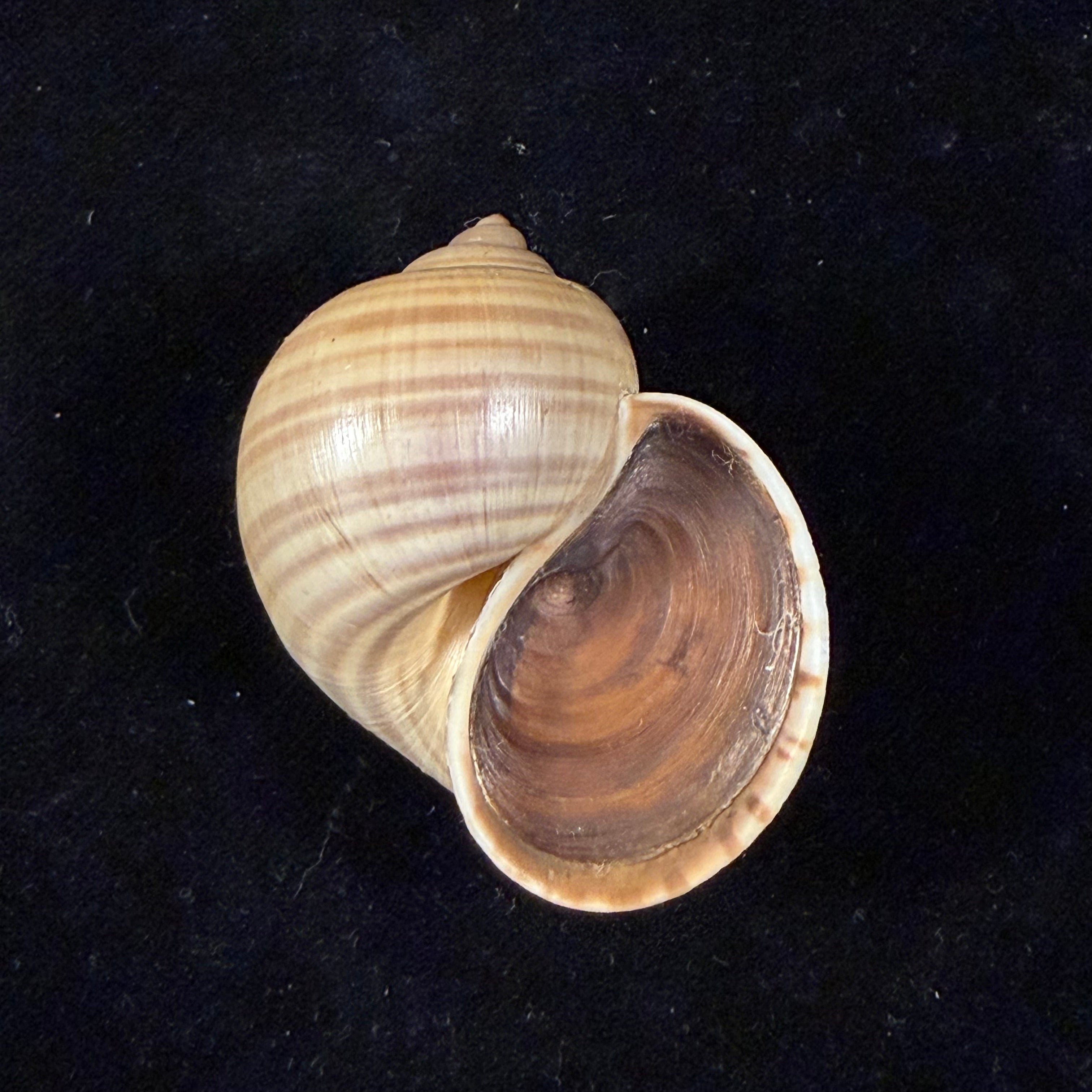 Pomacea lineata (Spix, 1827) - 47mm