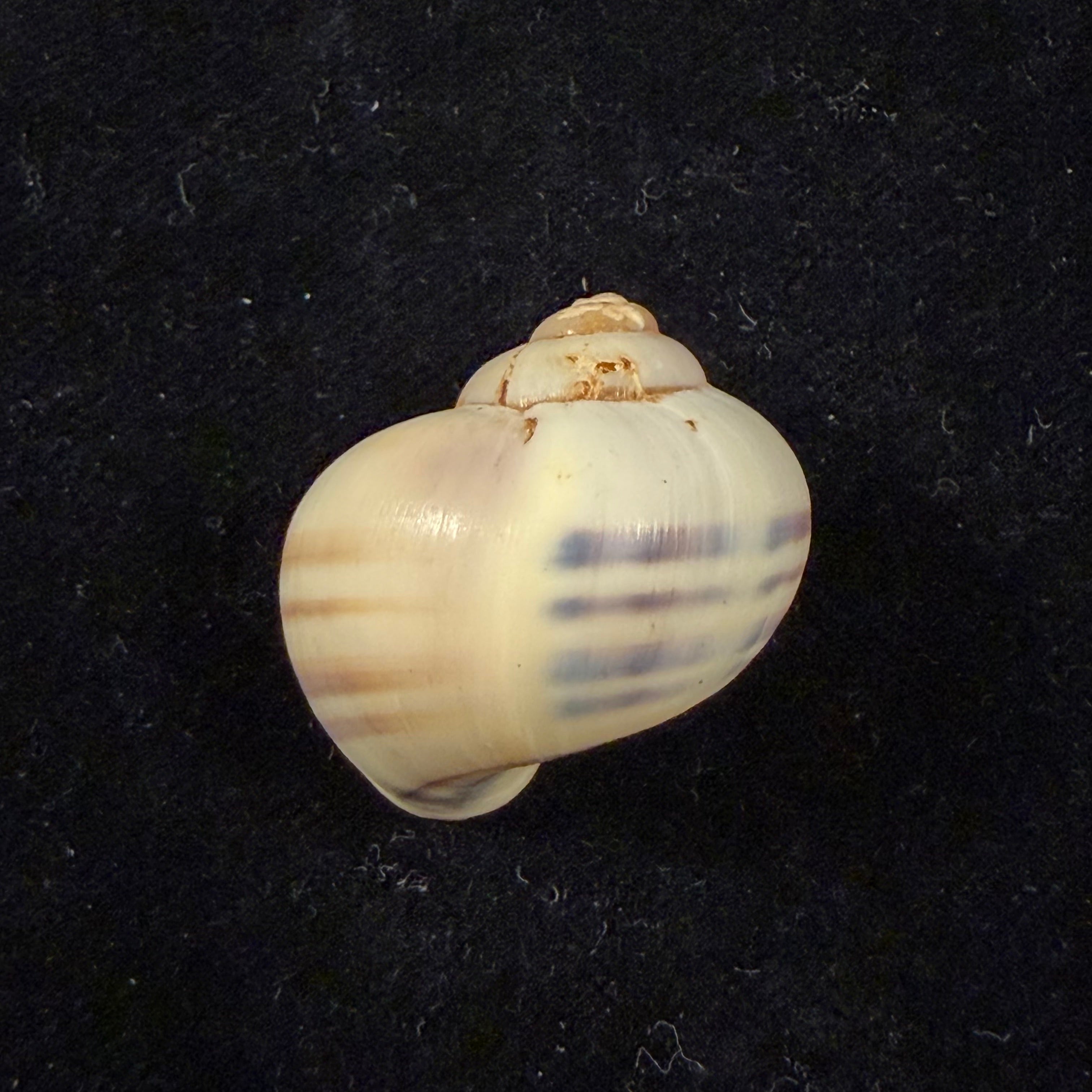 Pomacea minuscula Baker, 1930 - 28,9mm