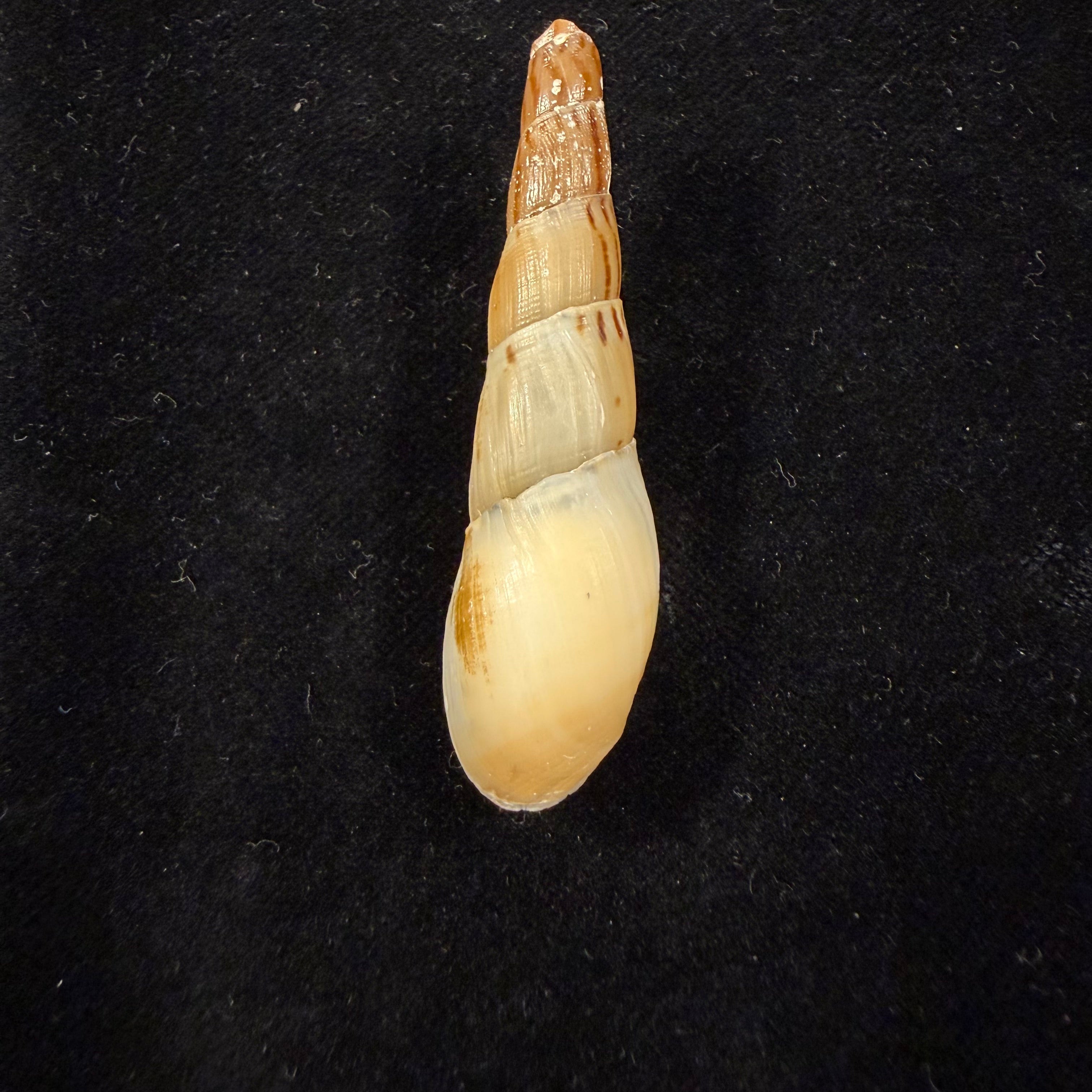 Stenomelania cf. aspirans (Hinds, 1844) - 54,9mm