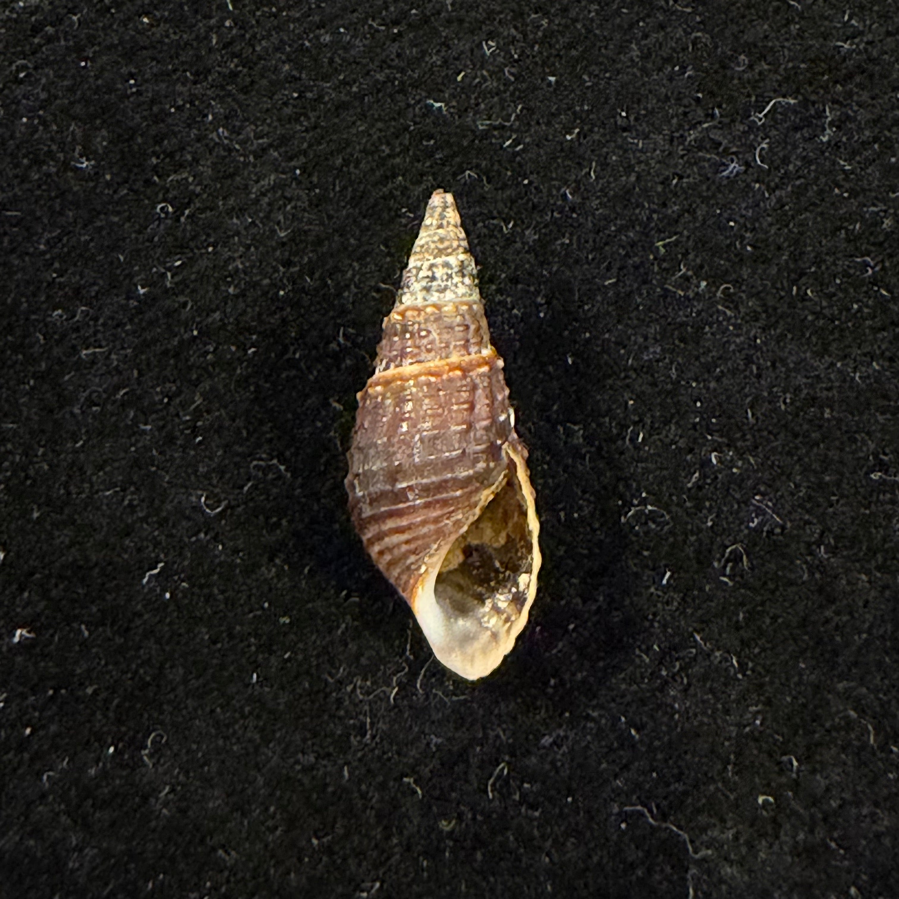 Melania pantherina von dem Busch, 1858 - 20,2mm
