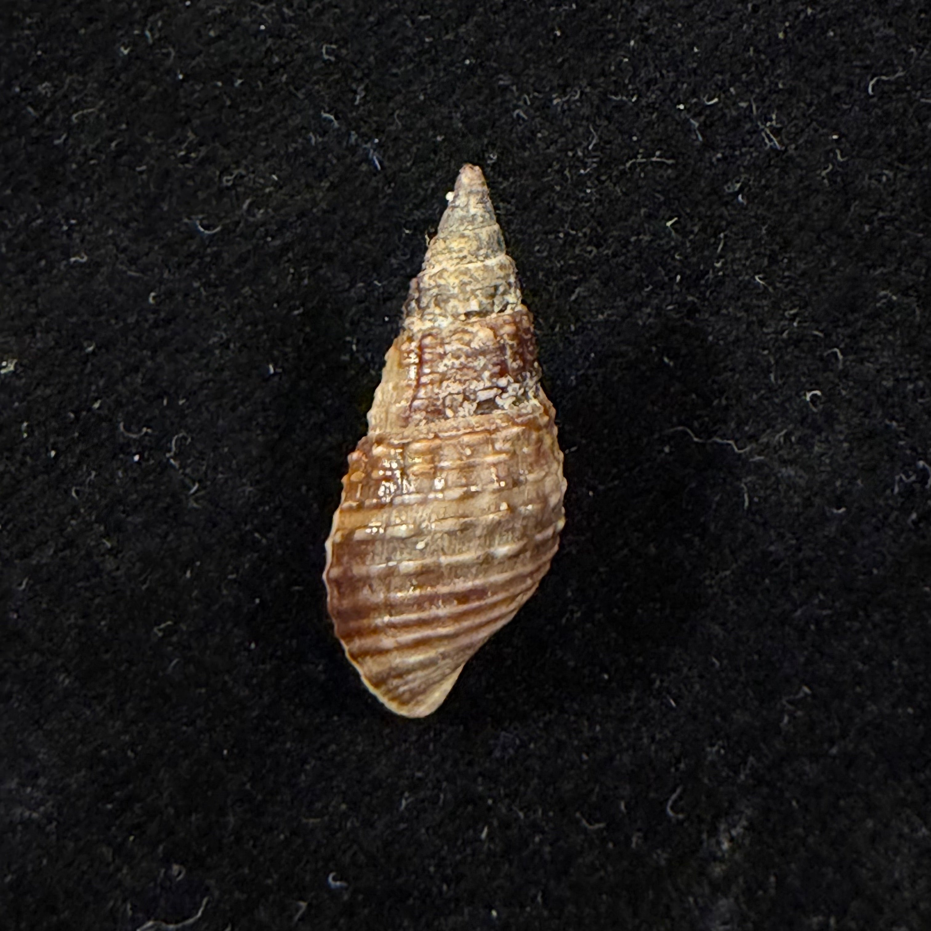 Melania pantherina von dem Busch, 1858 - 20,4mm