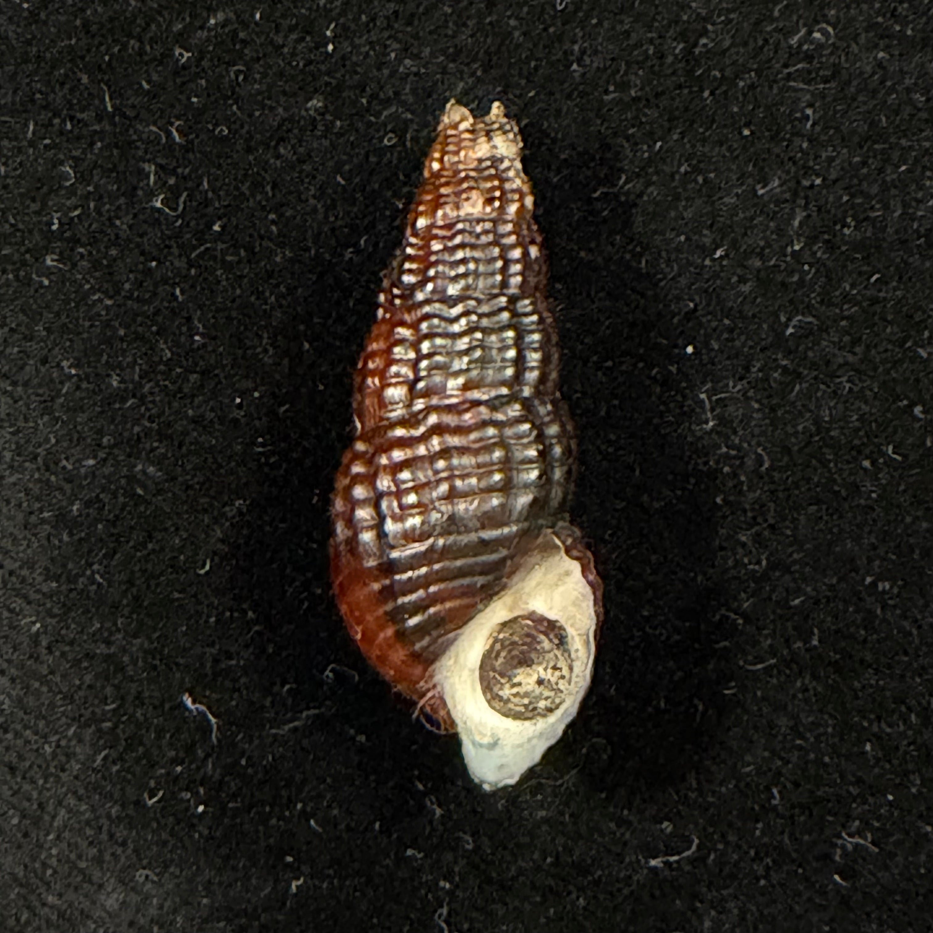 Doryssa macapa (J. Moricand, 1856) - 36mm