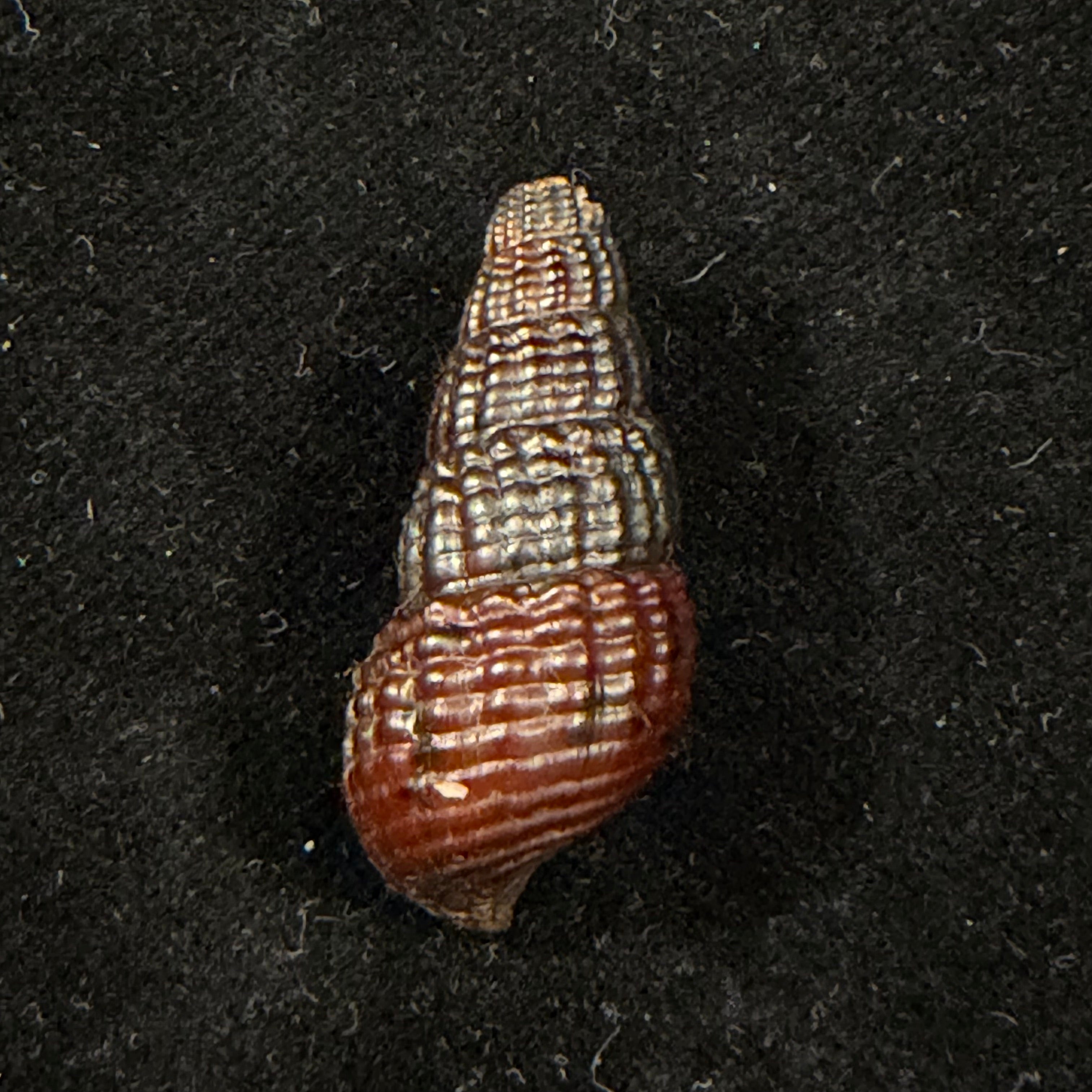 Doryssa macapa (J. Moricand, 1856) - 30,9mm