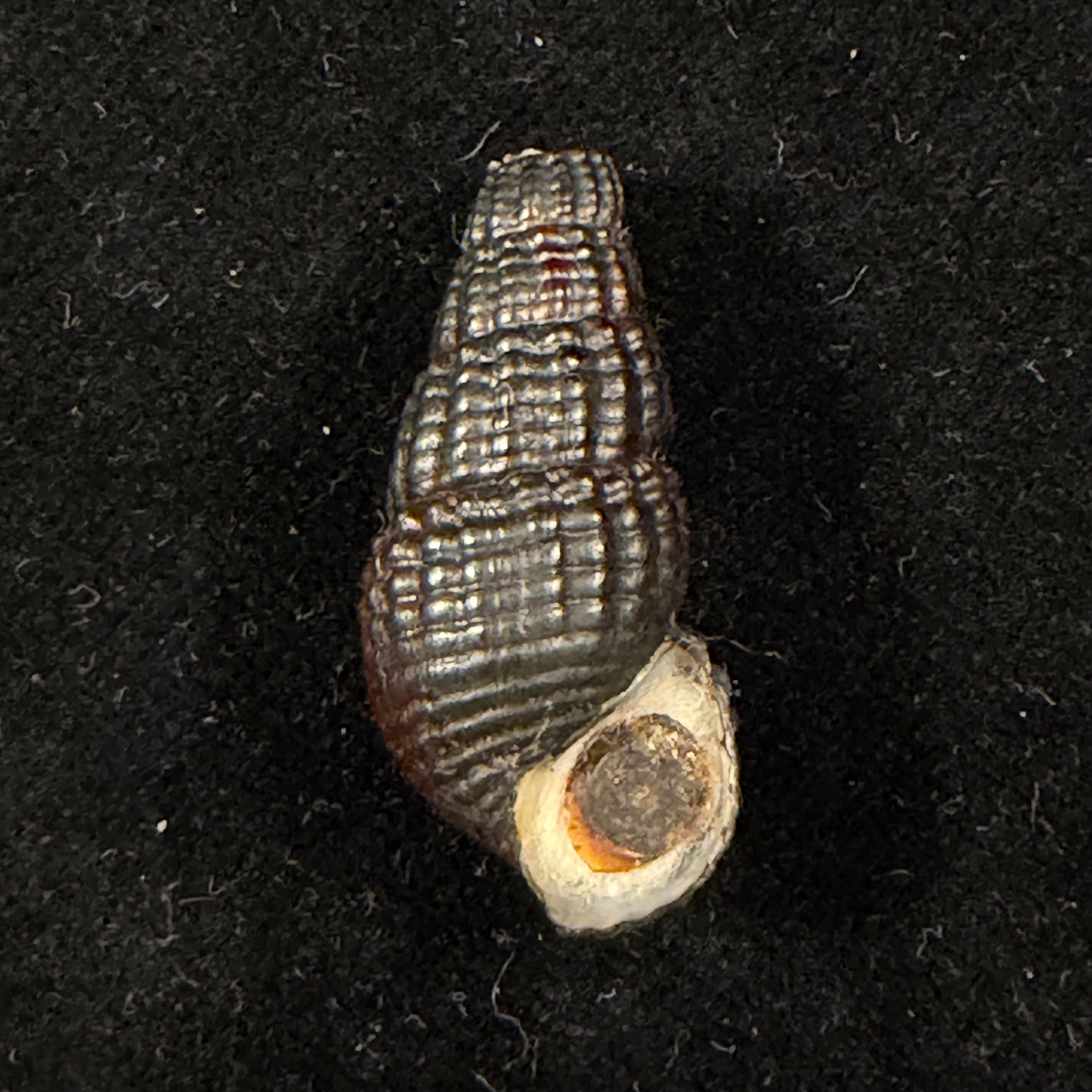 Doryssa macapa (J. Moricand, 1856) - 30,9mm