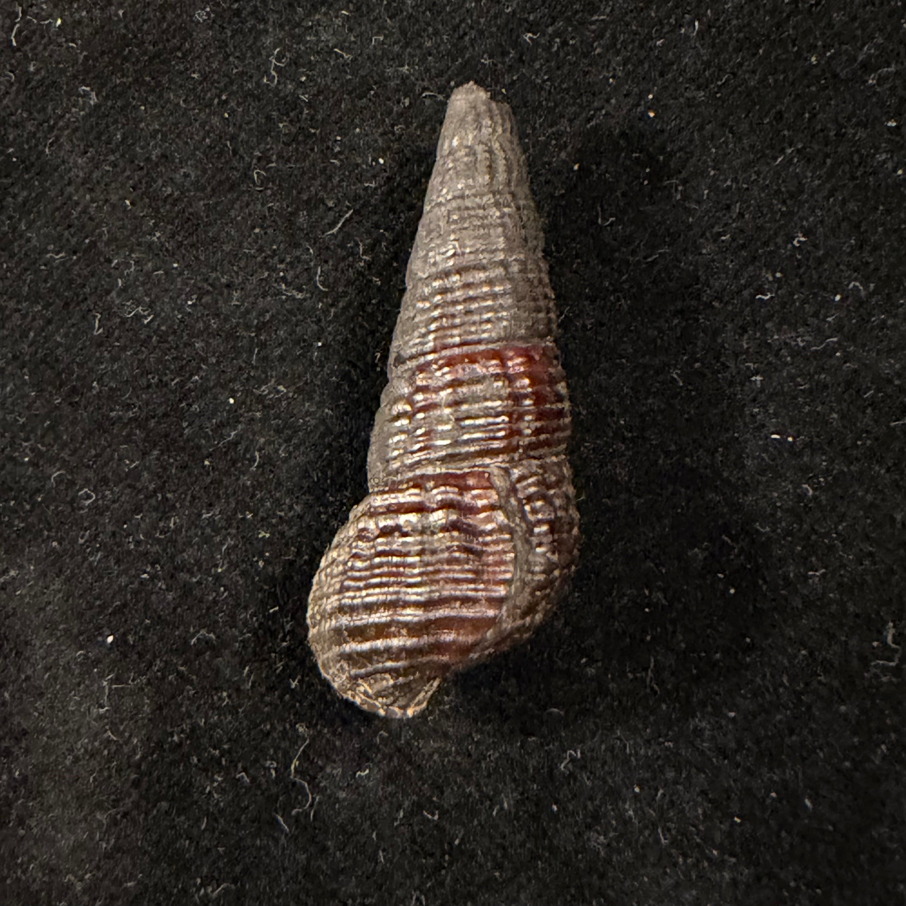 Doryssa macapa (J. Moricand, 1856) - 37mm