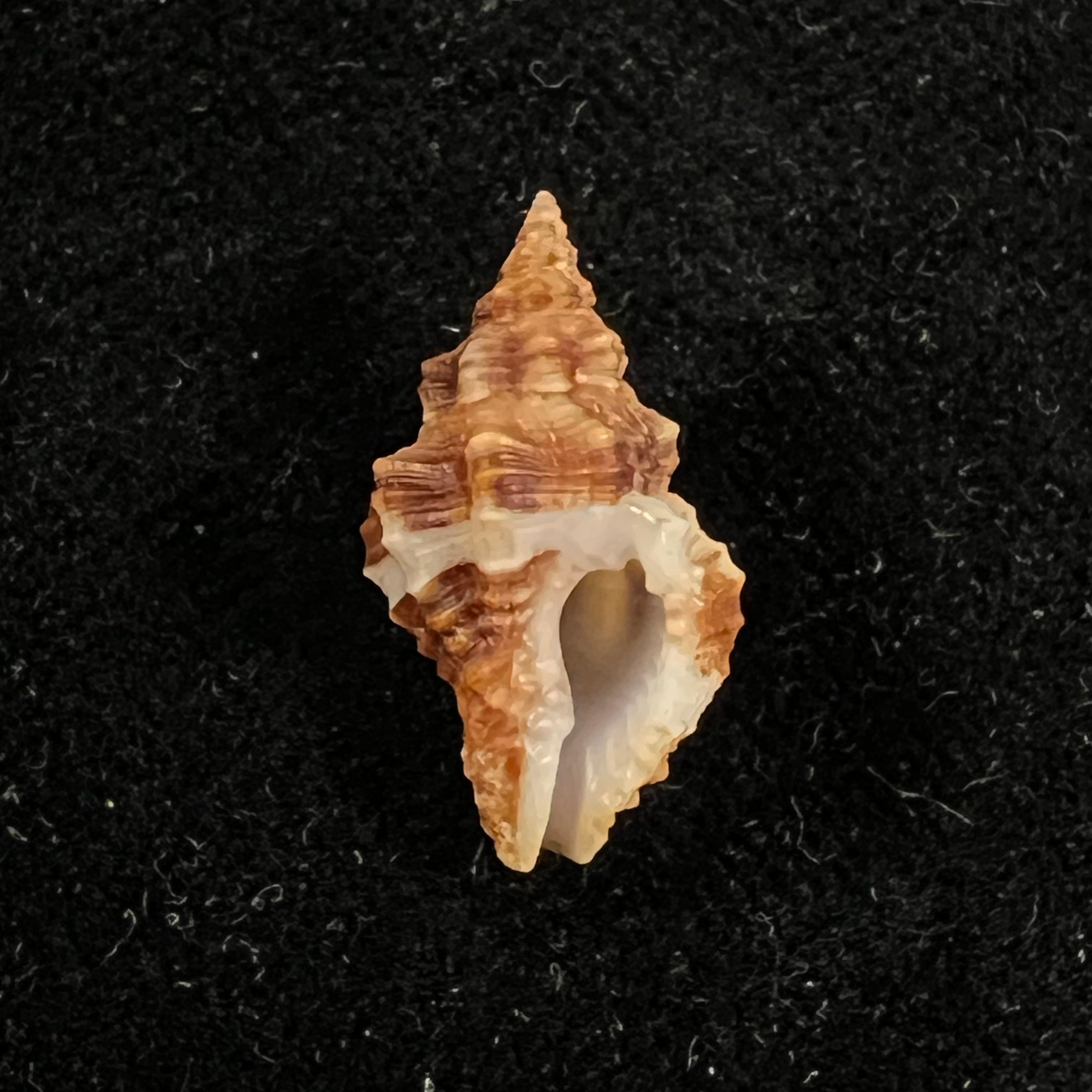 Engina karinae(Nowell-Usticke,1959)- 19.5毫米