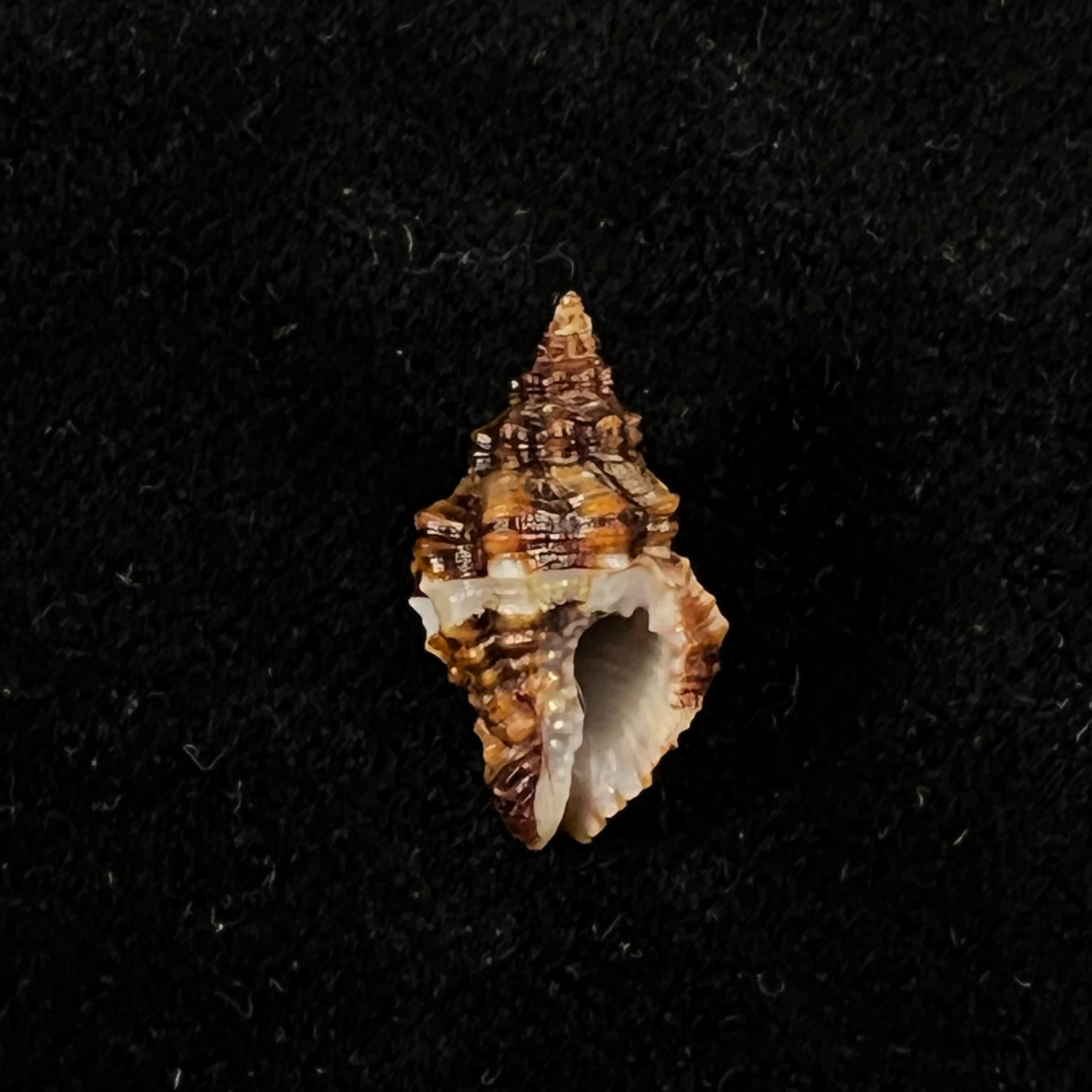 Engina karinae(Nowell-Usticke,1959)- 17.5毫米