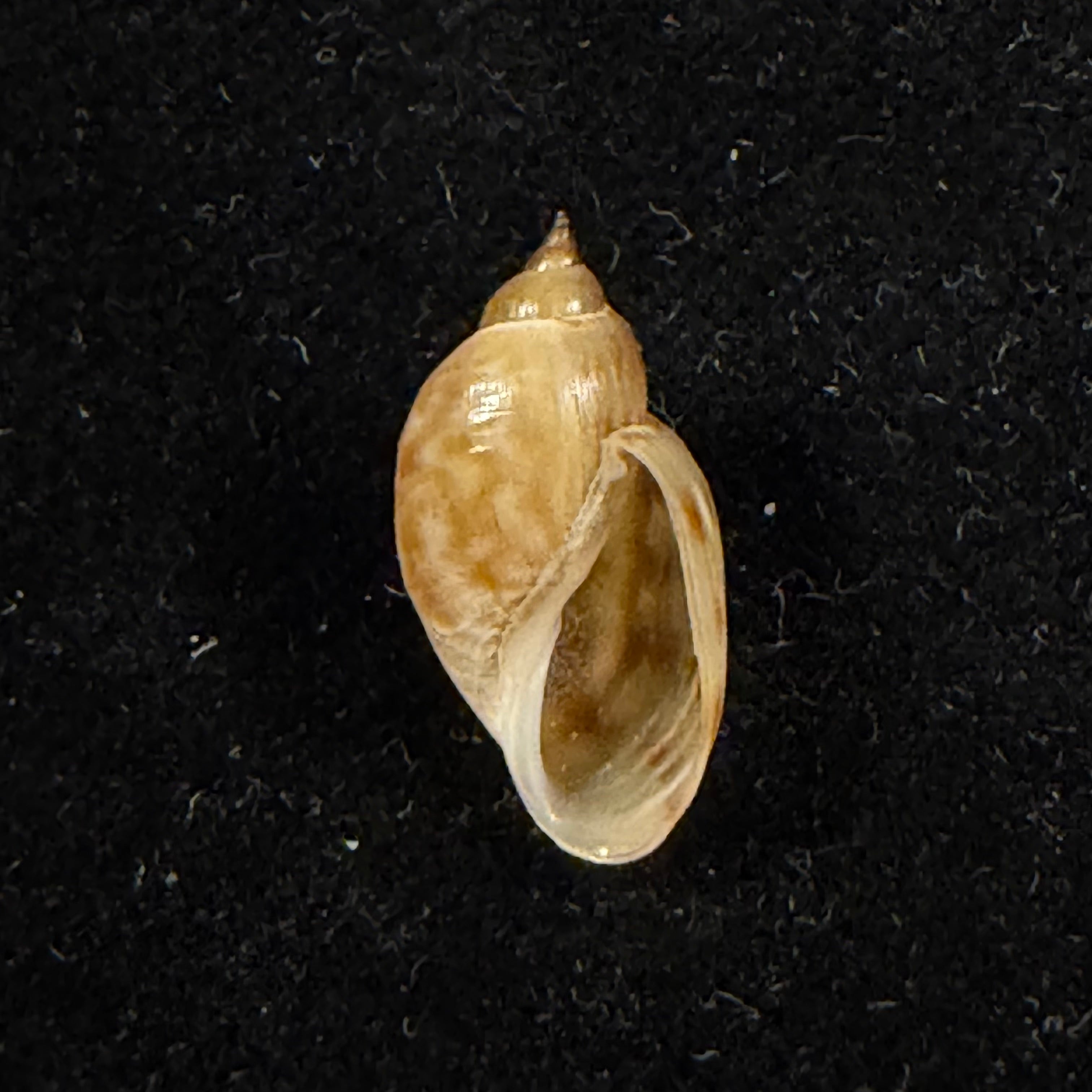 Chilina parchappei (Orbigny, 1835) - 17,7mm