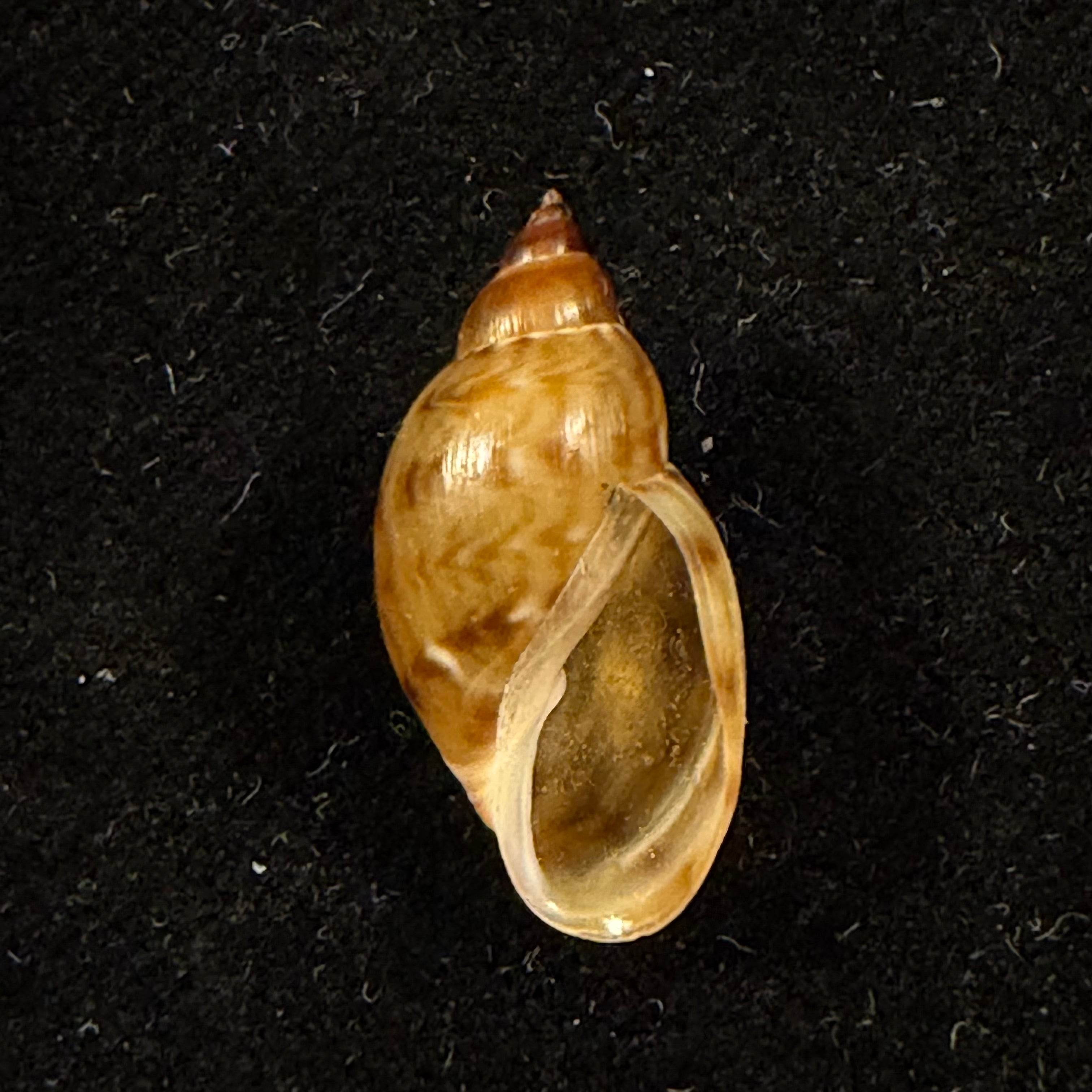 Chilina parchappei (Orbigny, 1835) - 19,6mm