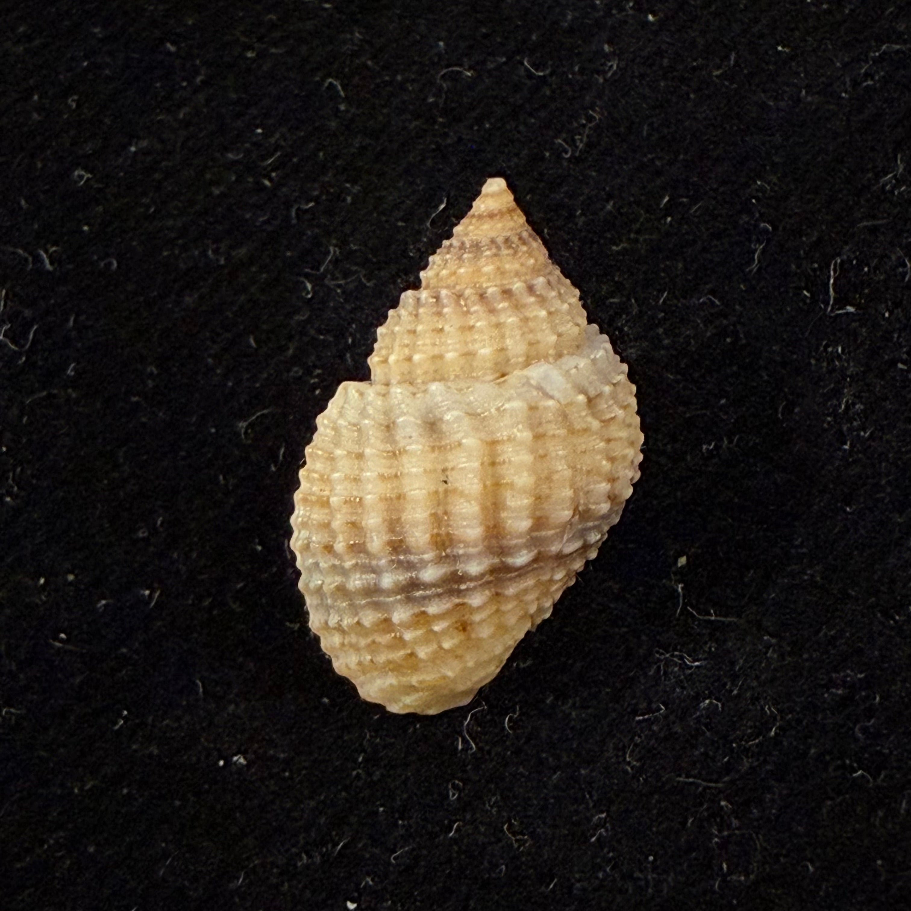 Lavigeria nassa (Woodward, 1859) - 19,9mm