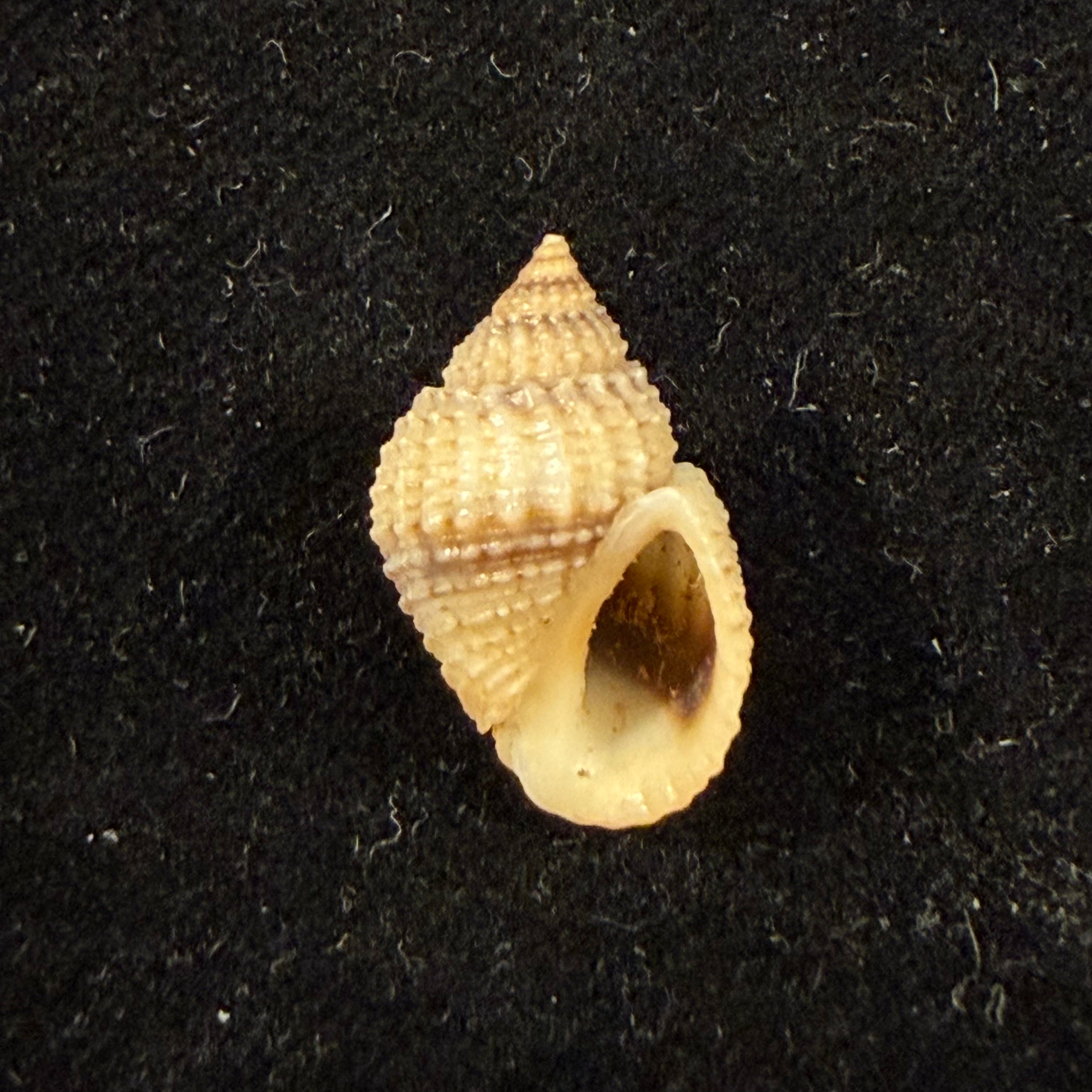 Lavigeria nassa (Woodward, 1859) - 19,9mm