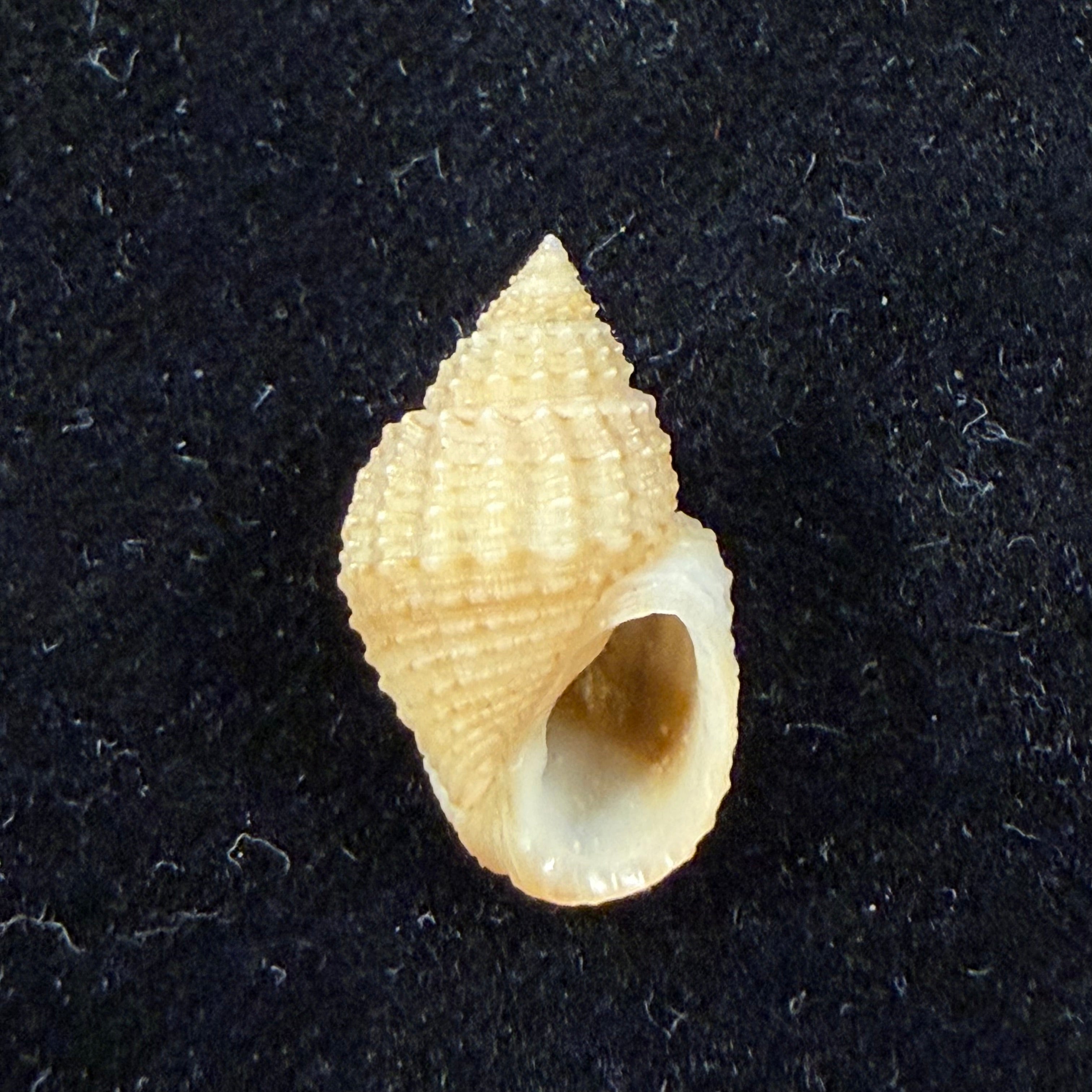 Lavigeria nassa (Woodward, 1859) - 18,9mm
