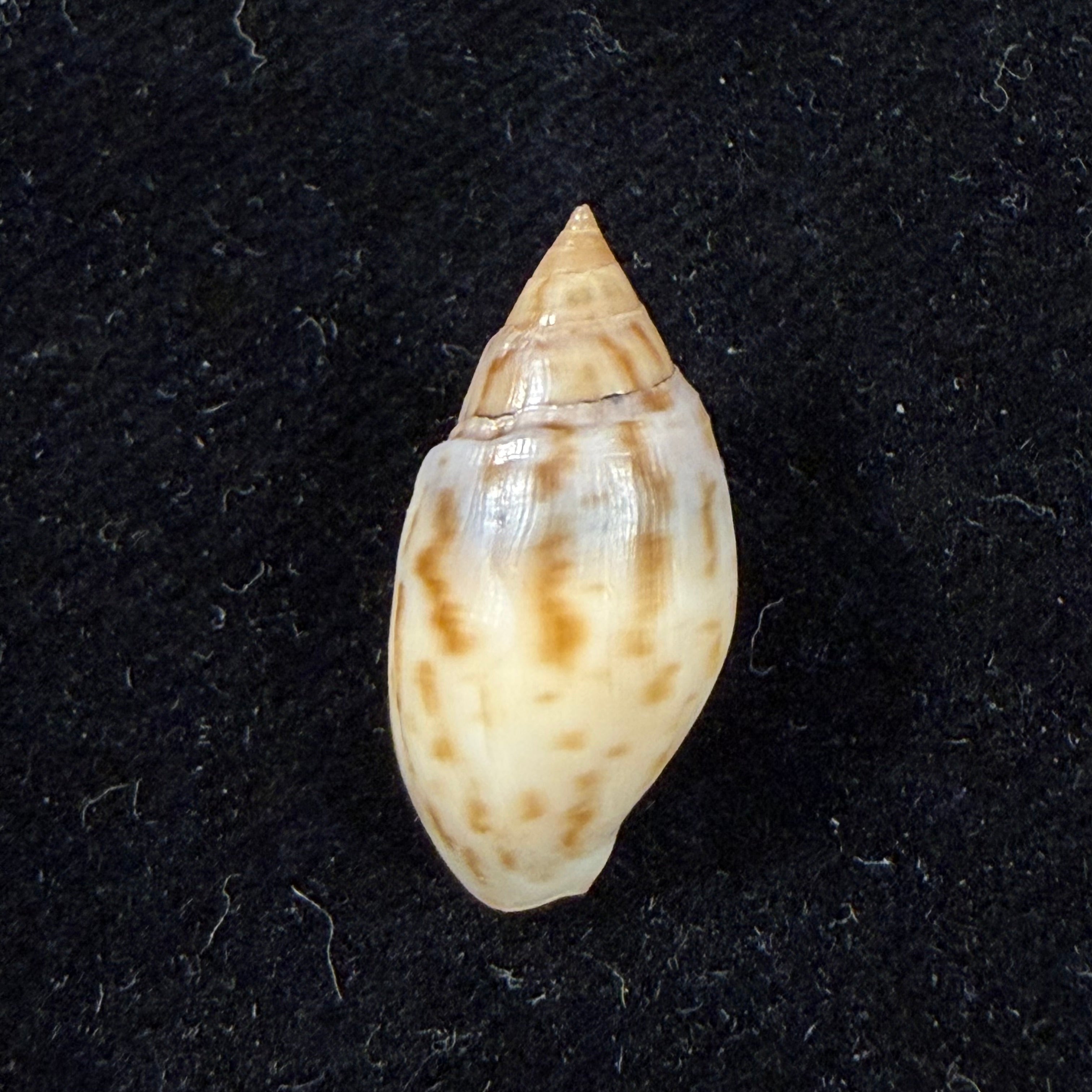 Melanopsis pseudoferussaci Pallary, 1899 - 21,7mm