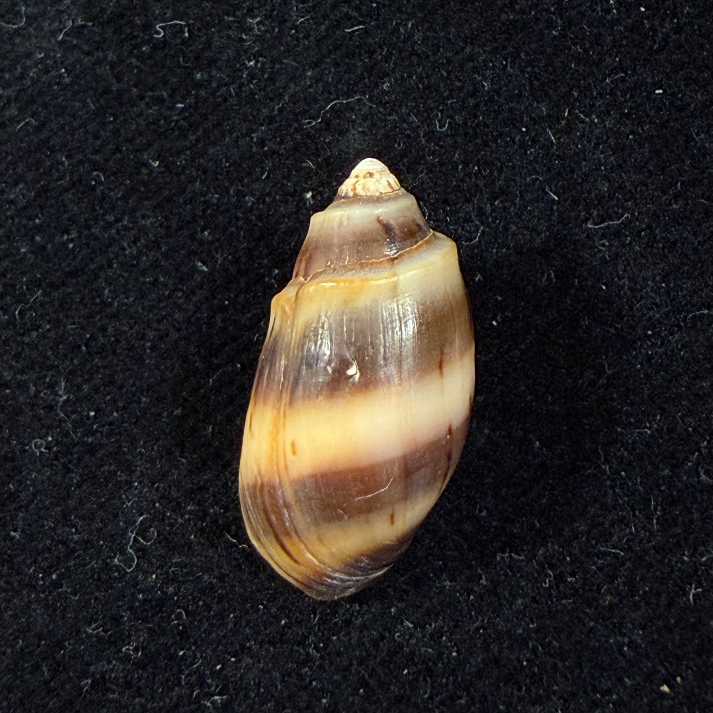 Melanopsis fasensis var. cristata Pallary, 1920 - 20,9mm