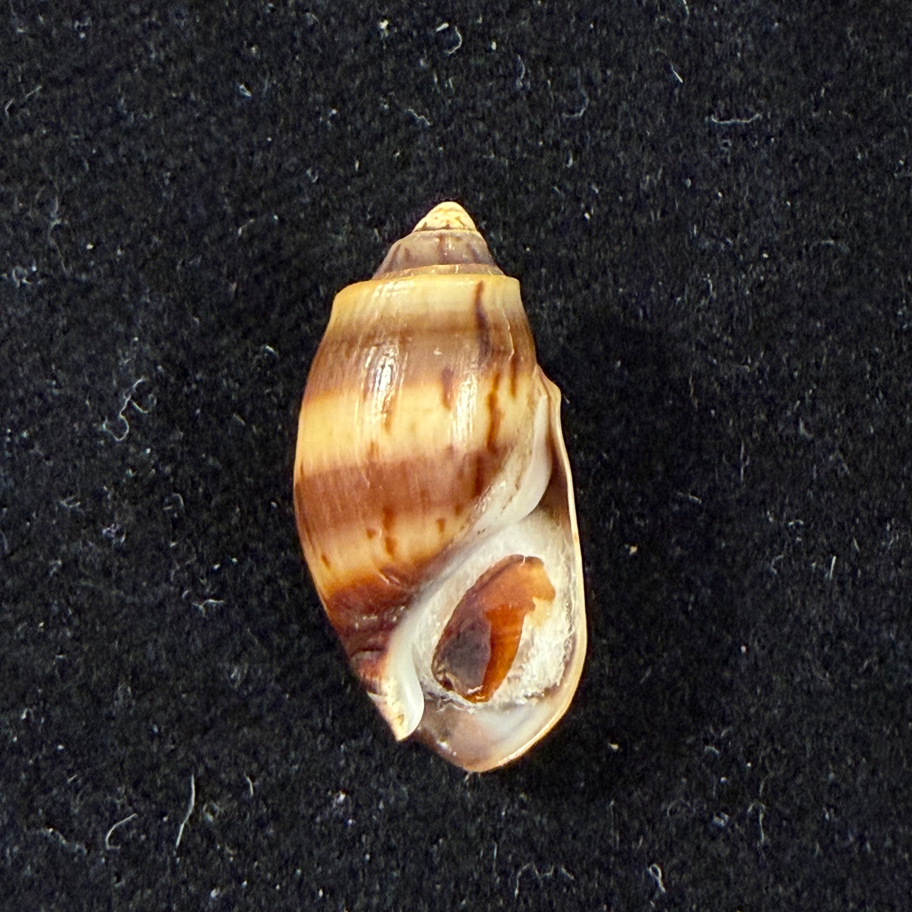 Melanopsis fasensis var. cristata Pallary, 1920 - 20,9mm