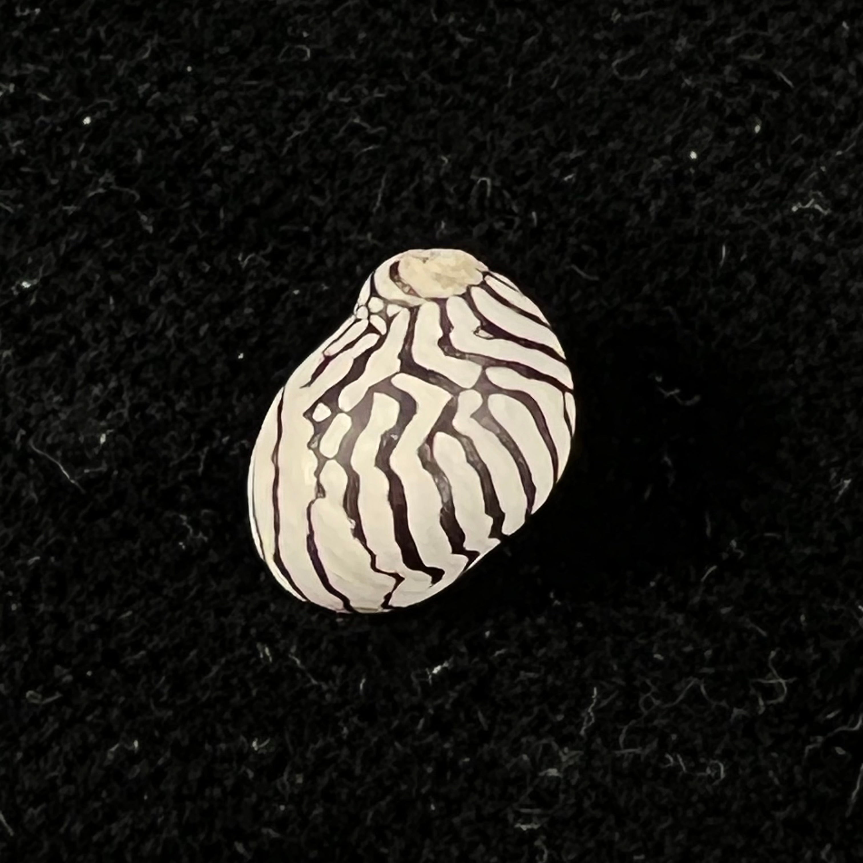 Puperita pupa (Linnaeus, 1767) - 10mm