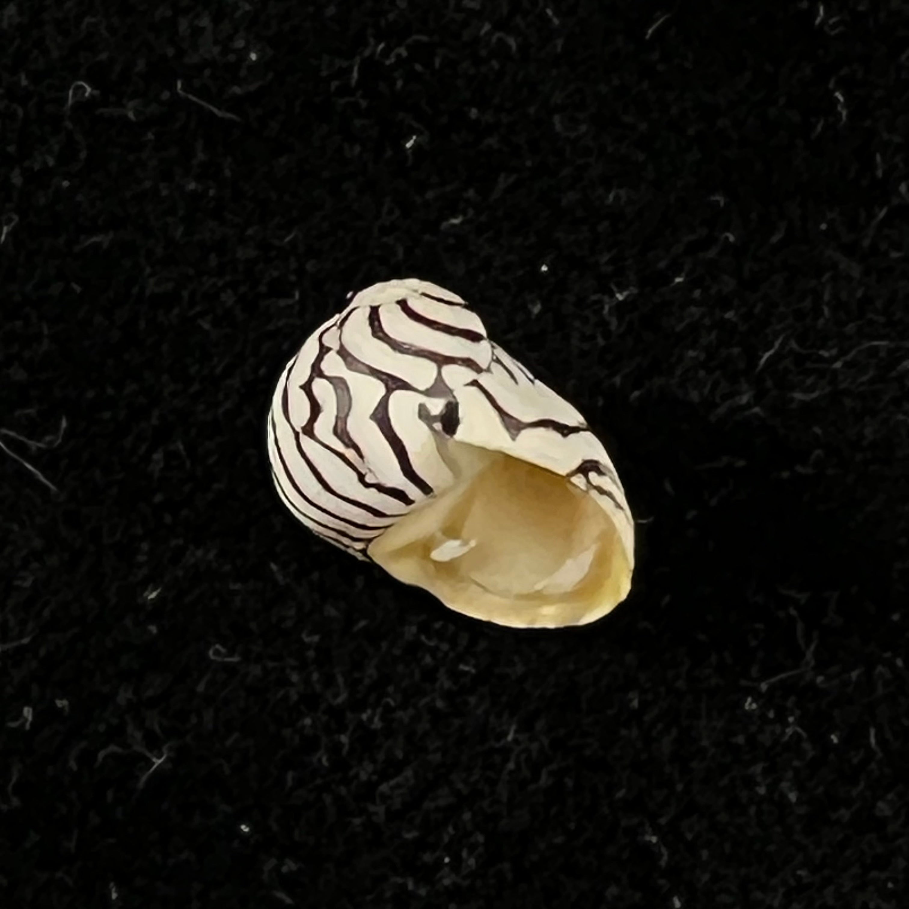 Puperita pupa (Linnaeus, 1767) - 10mm