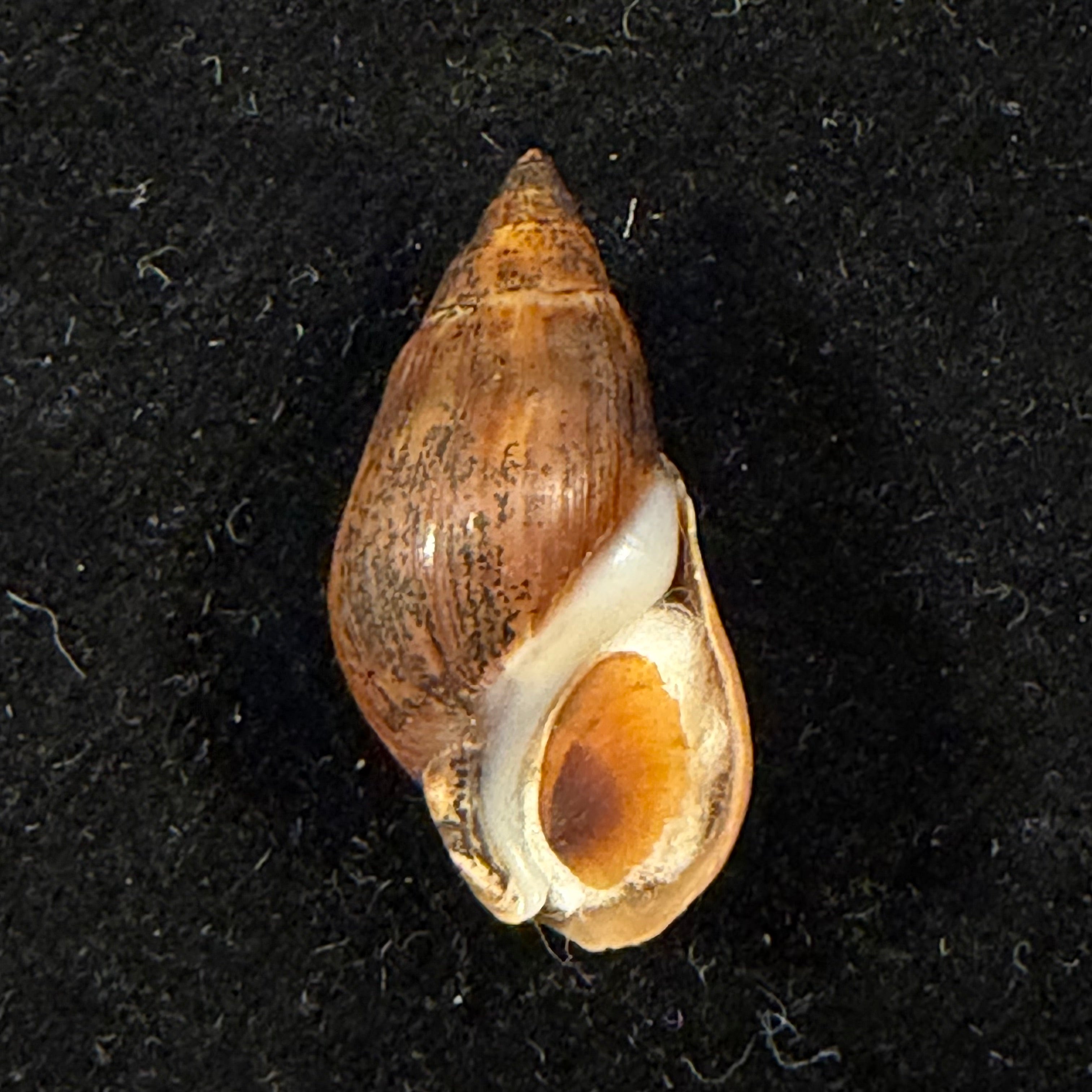 Rhabdocolpus attenuatus (J. De C. Sowerby, 1836) † - 24,7mm