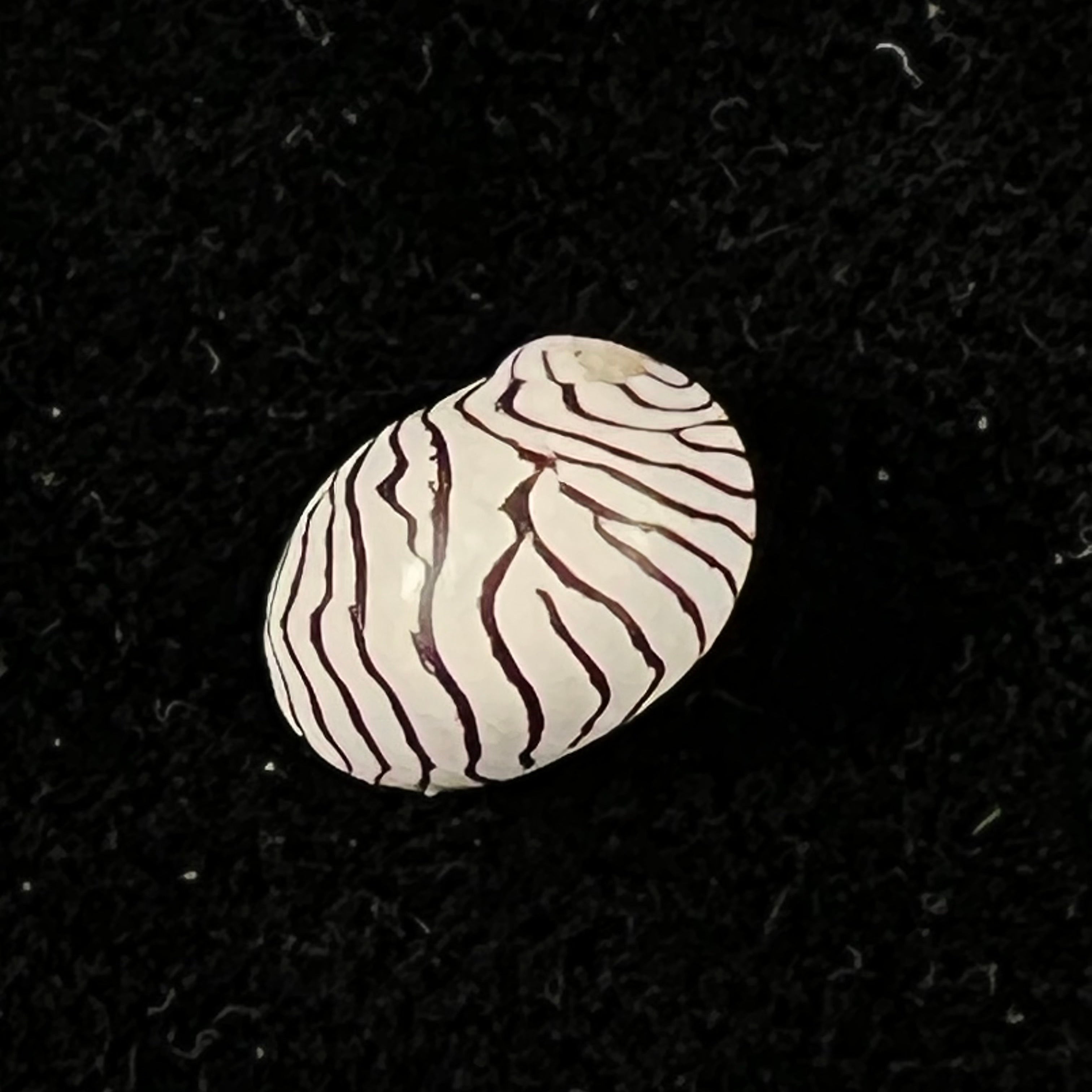 Puperita pupa (Linnaeus, 1767) - 8,9mm