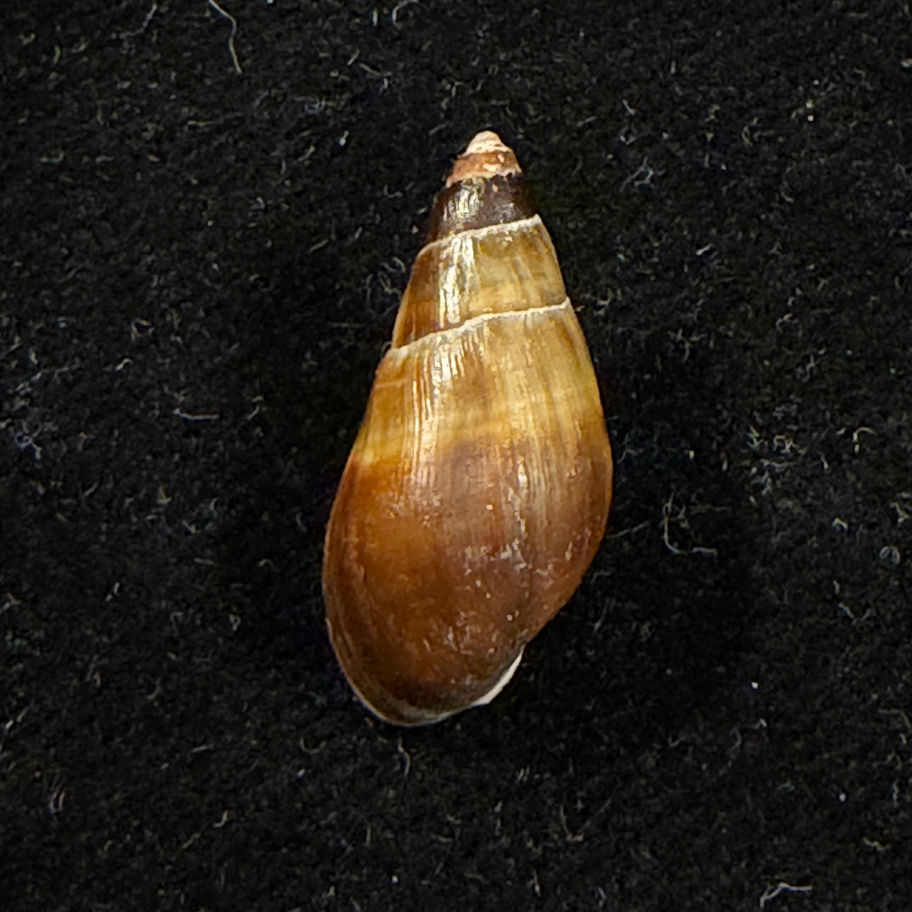 Melanopsis buccinoidea (Olivier, 1801) - 20,7mm