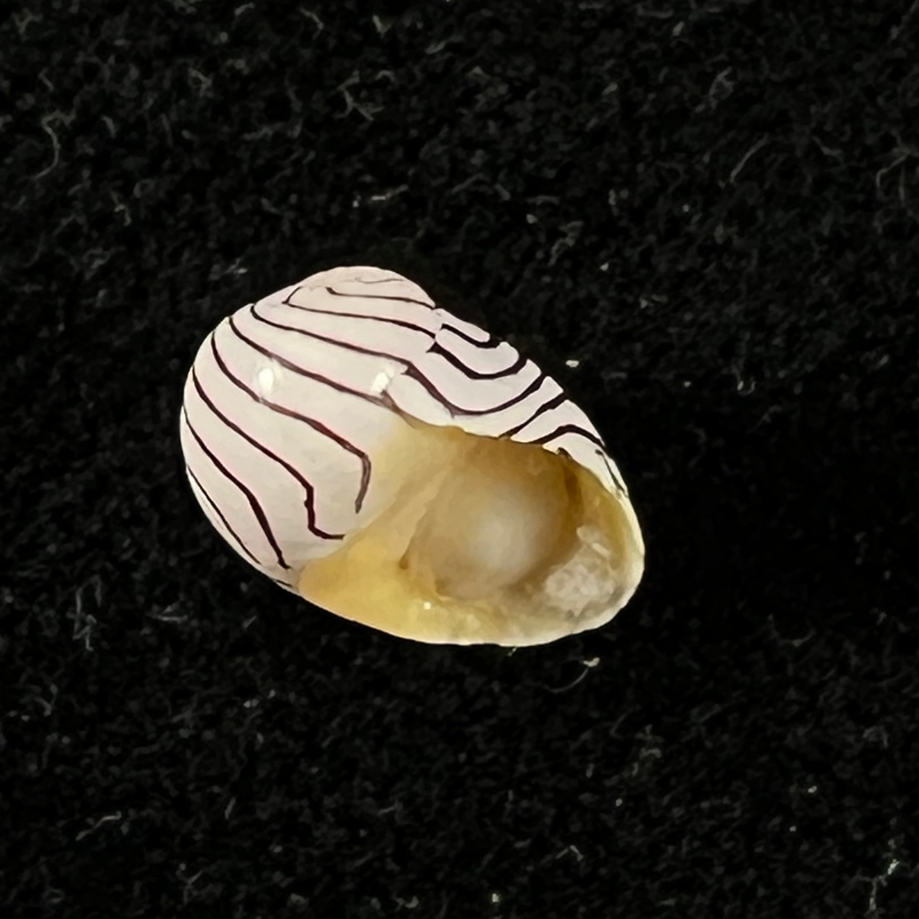 Puperita pupa (Linnaeus, 1767) - 8,9mm