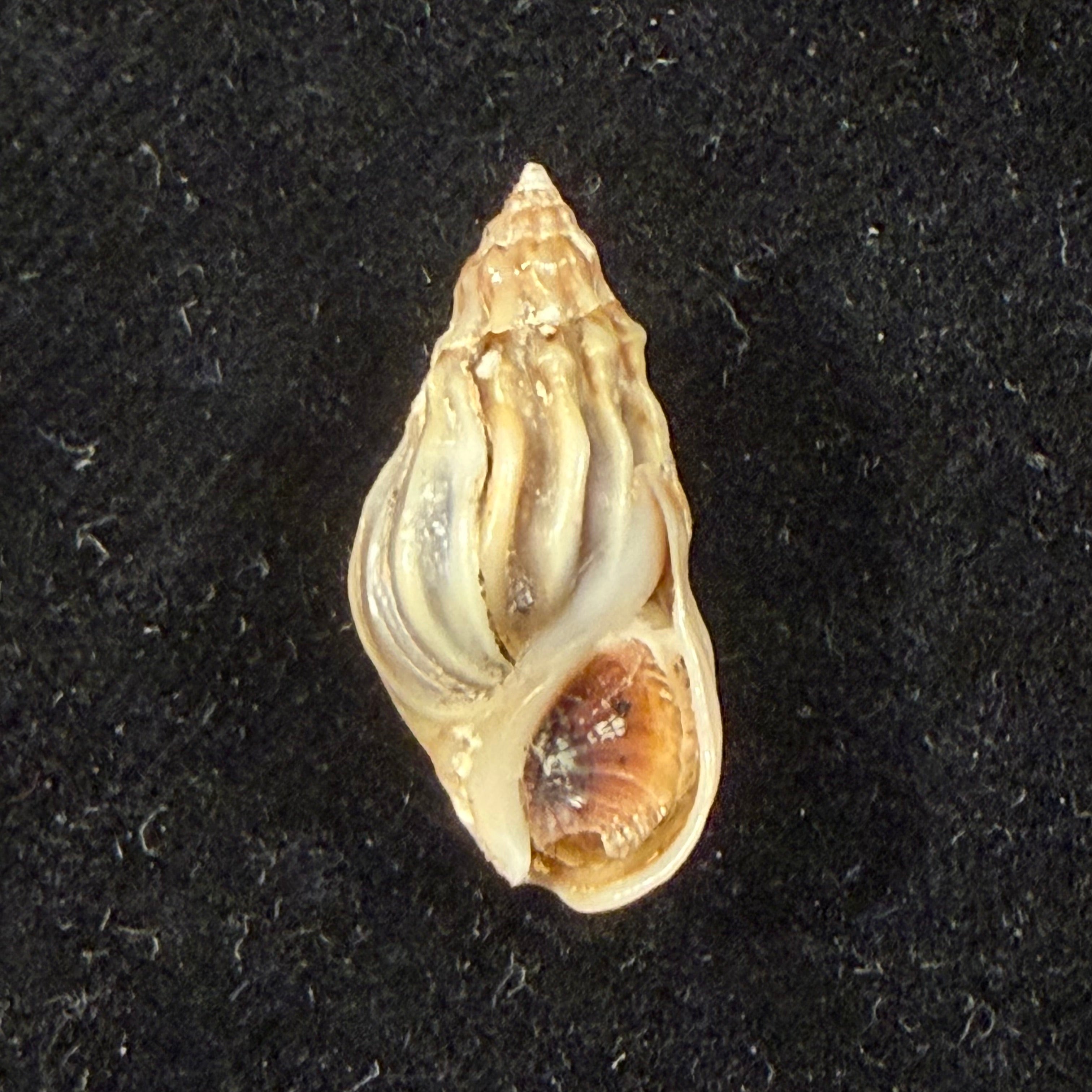 Melanopsis suarezi Ahuir, 2016 - 21,7mm