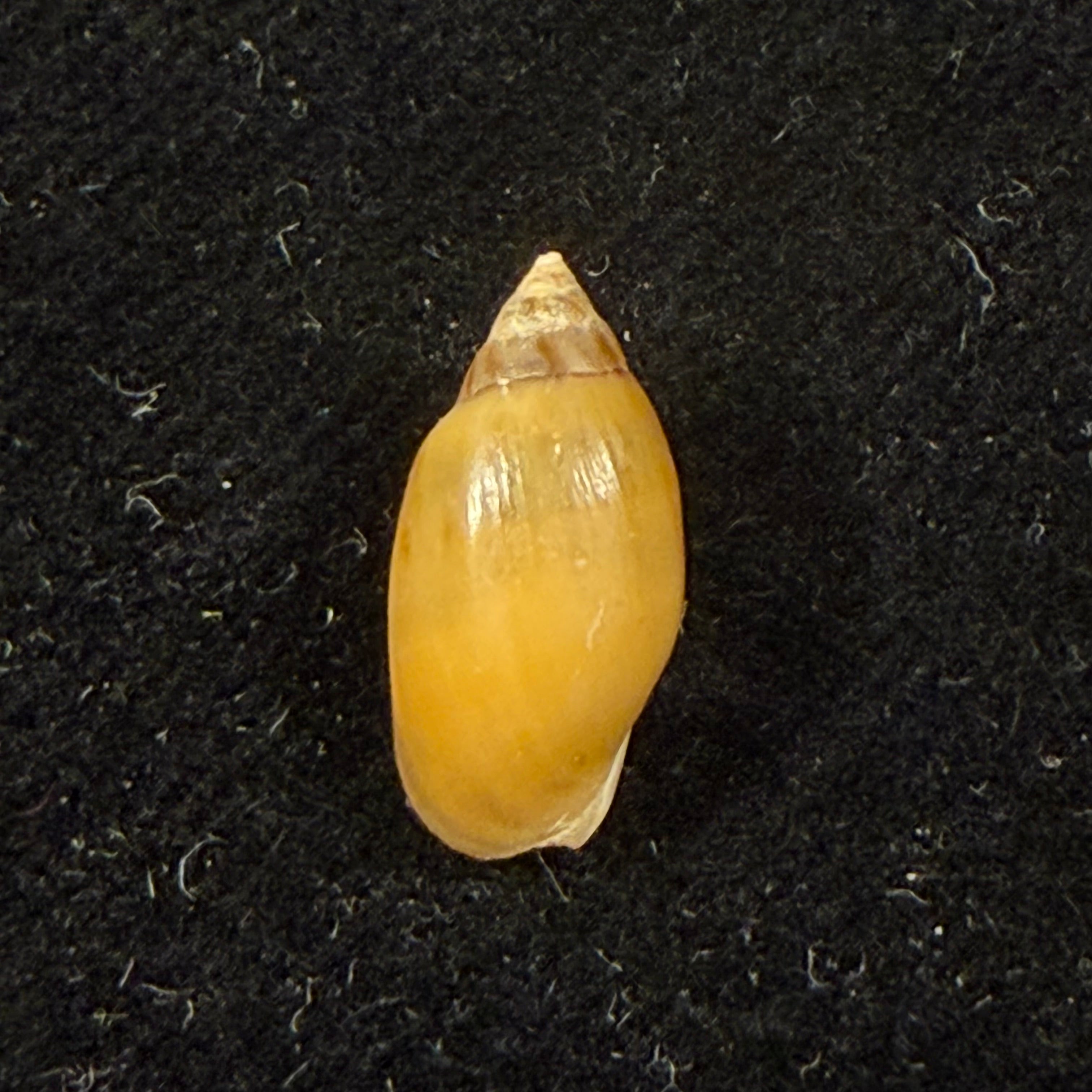 Melanopsis olivula Grateloup, 1828 † - 13,6mm