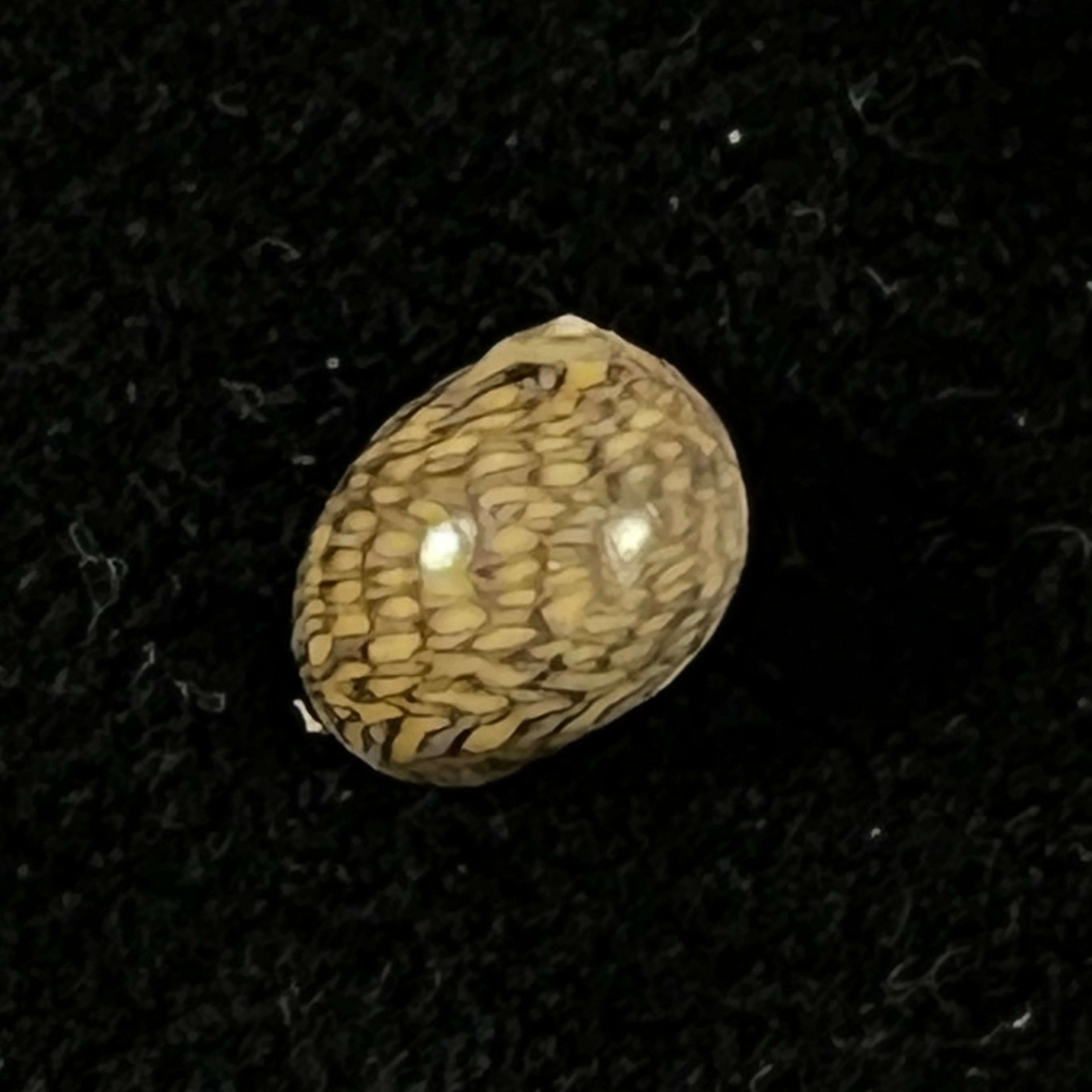 Theodoxus luteostoma Miller, 1879 - 7毫米