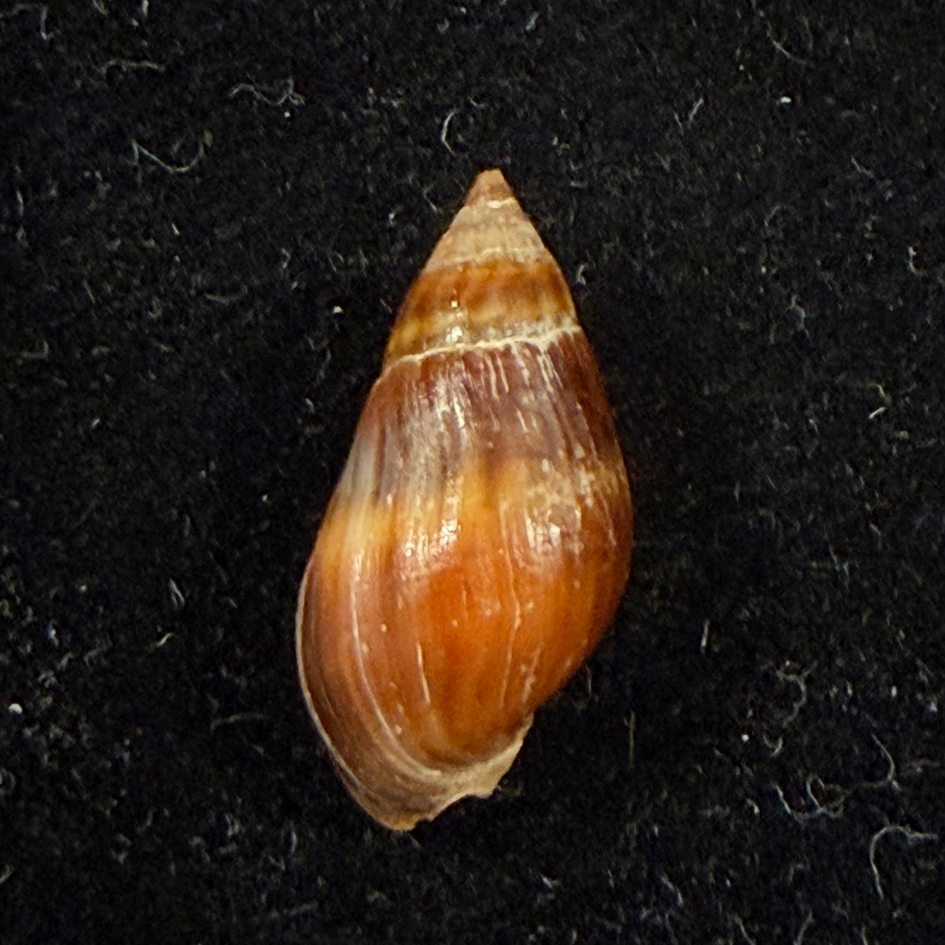 Melanopsis foleyi Pallary, 1920 -18,8mm