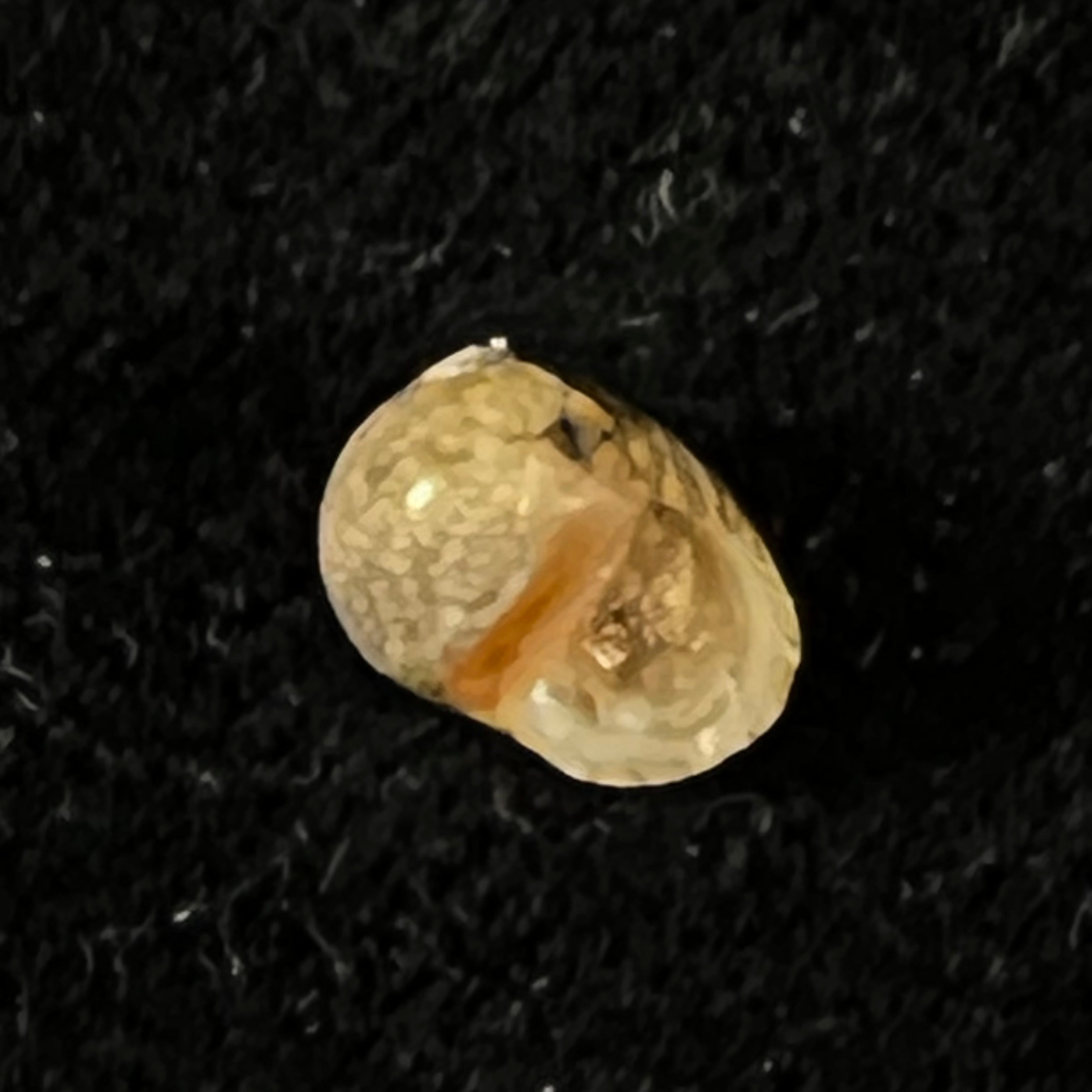 Theodoxus luteostoma Miller, 1879 - 7毫米