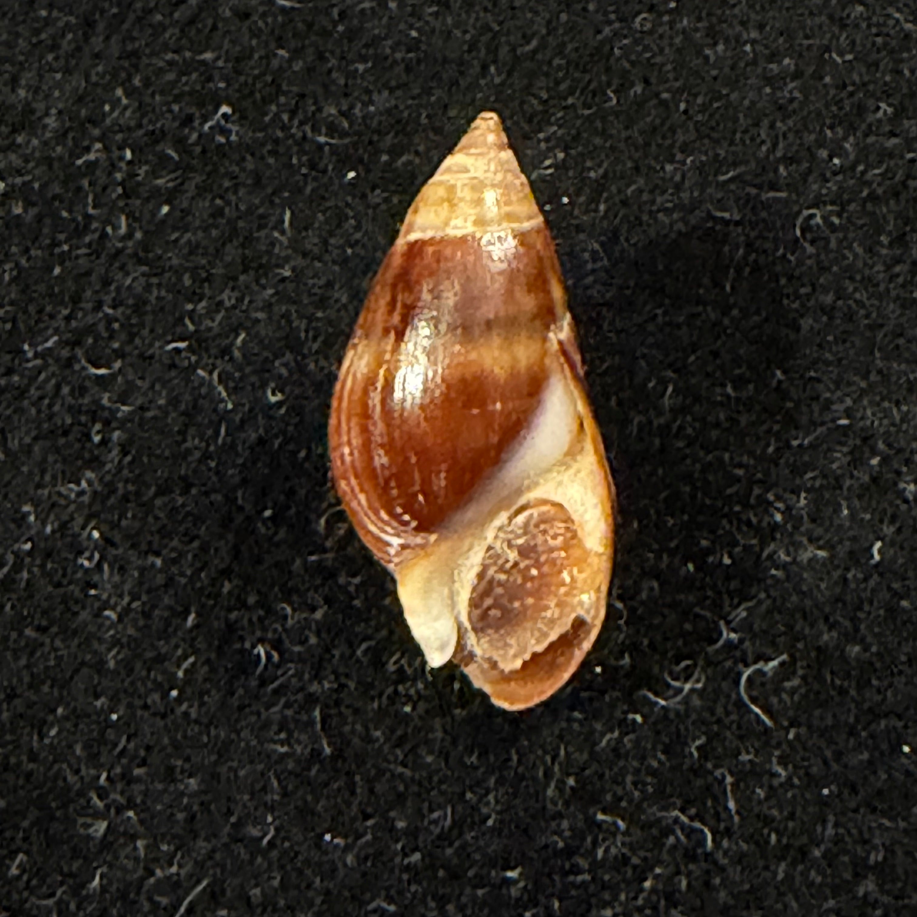 Melanopsis foleyi Pallary, 1920 -18,8mm
