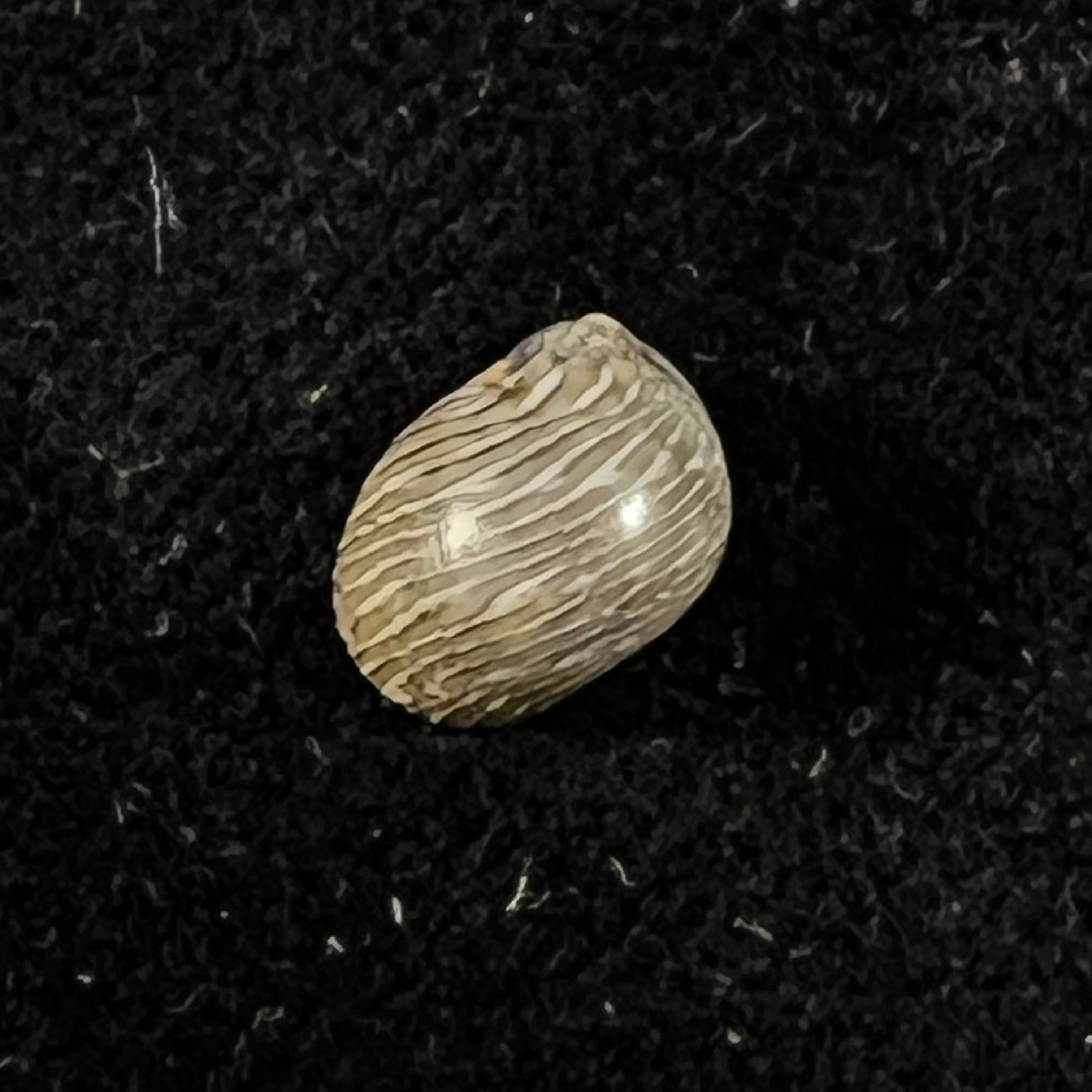 Theodoxus luteostoma Miller, 1879 - 8毫米
