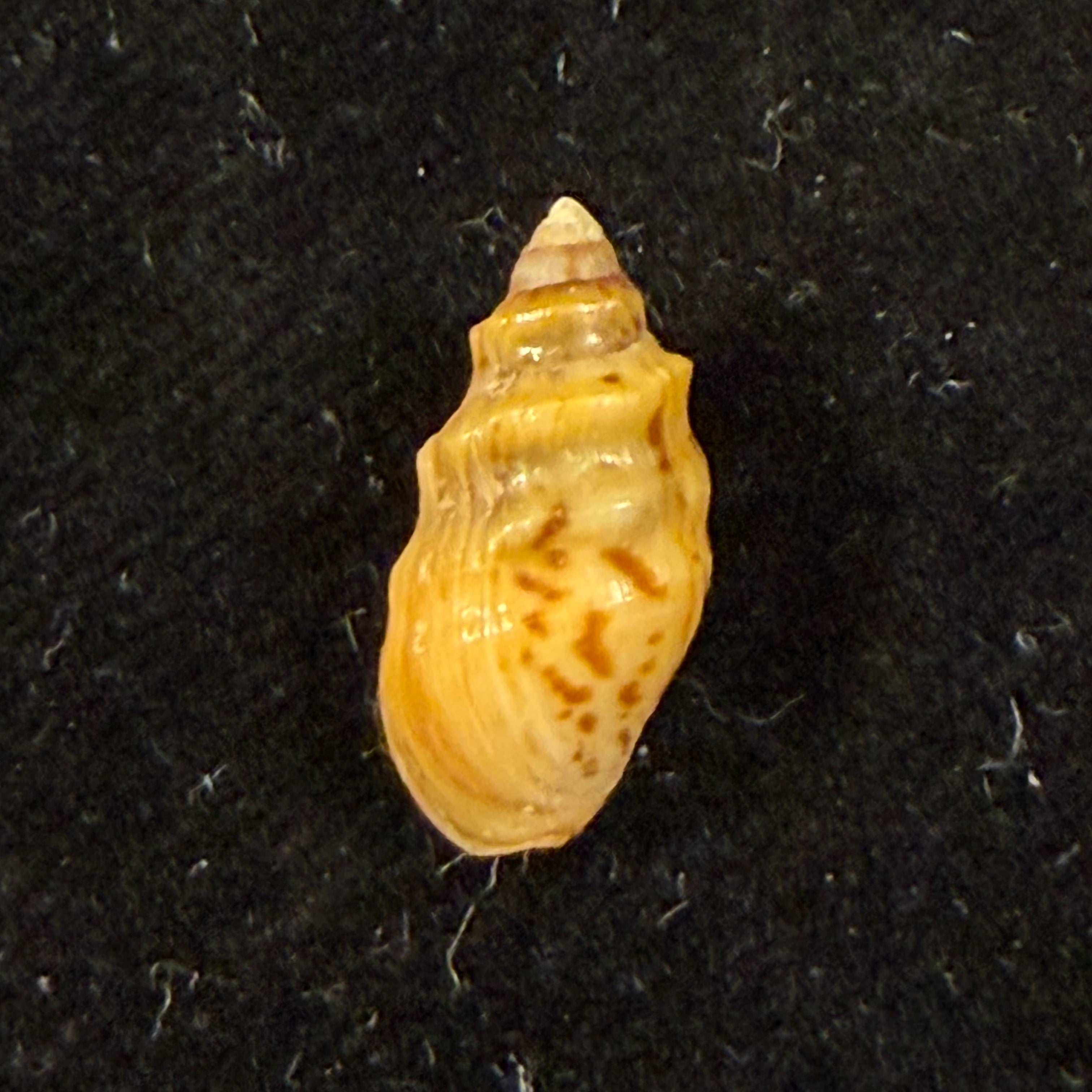 Melanopsis tricarinata (Bruguière, 1789) - 16,8mm