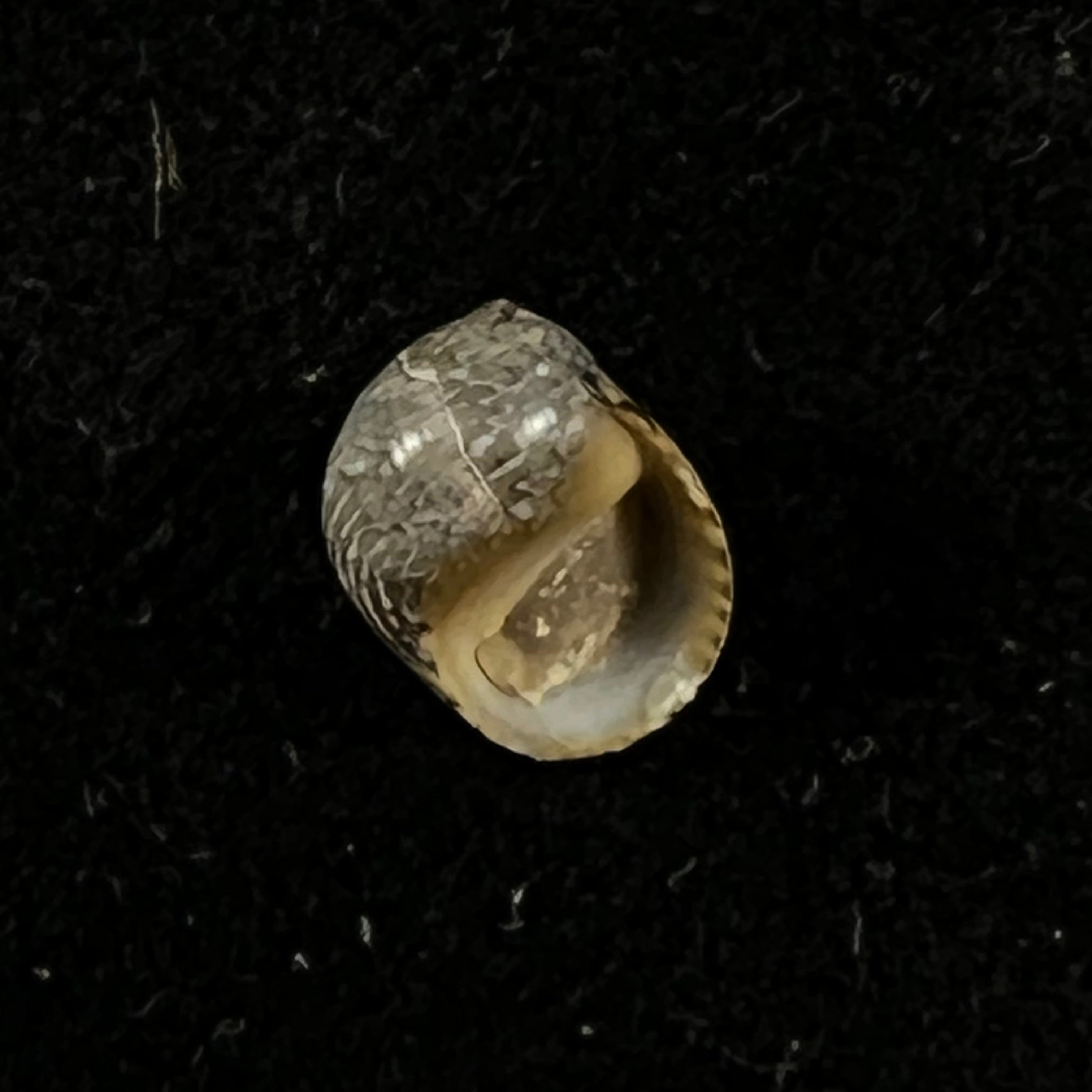 Theodoxus luteostoma Miller, 1879 - 8毫米