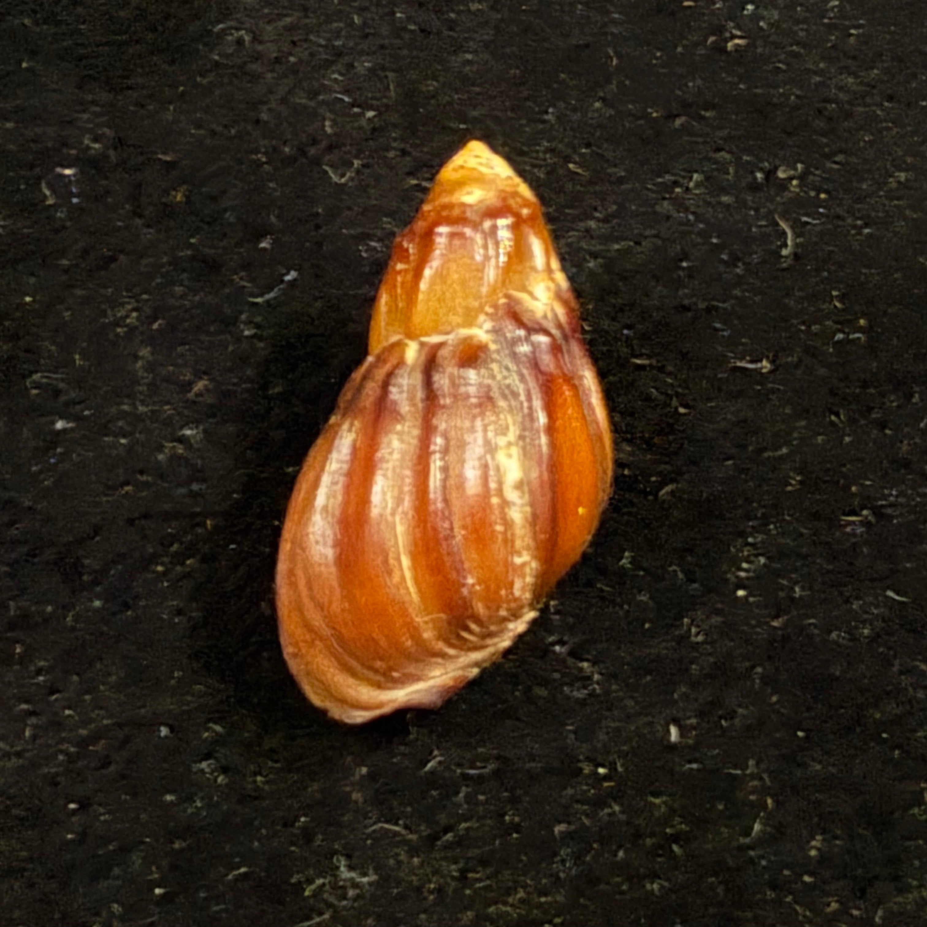 Melanopsis subimpressa Pallary, 1920 - 21,7mm