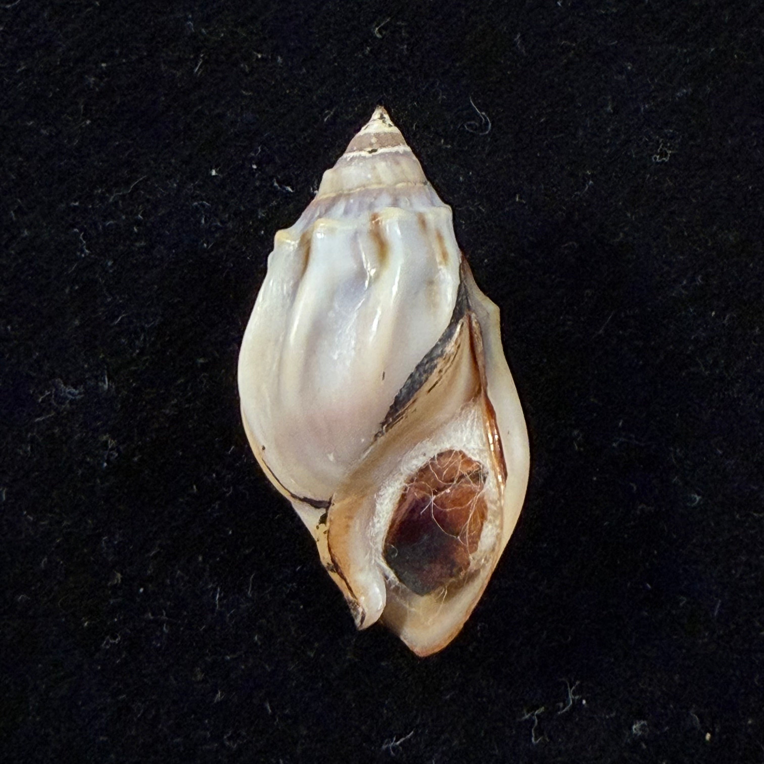 Melanopsis eximia Pallary, 1928 - 28,1mm