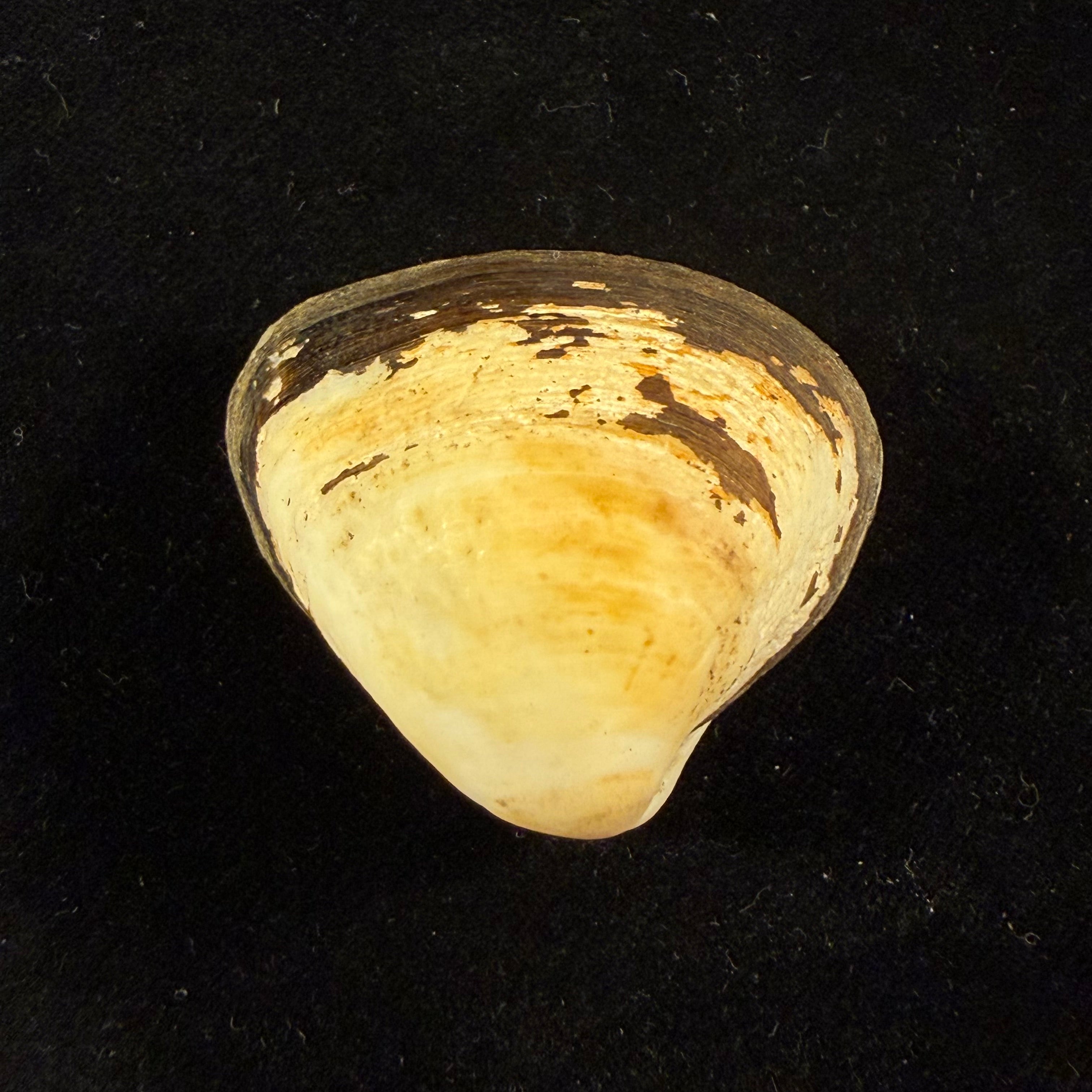 Cyanocyclas plascens (Hanley, 1844) - 41,6mm
