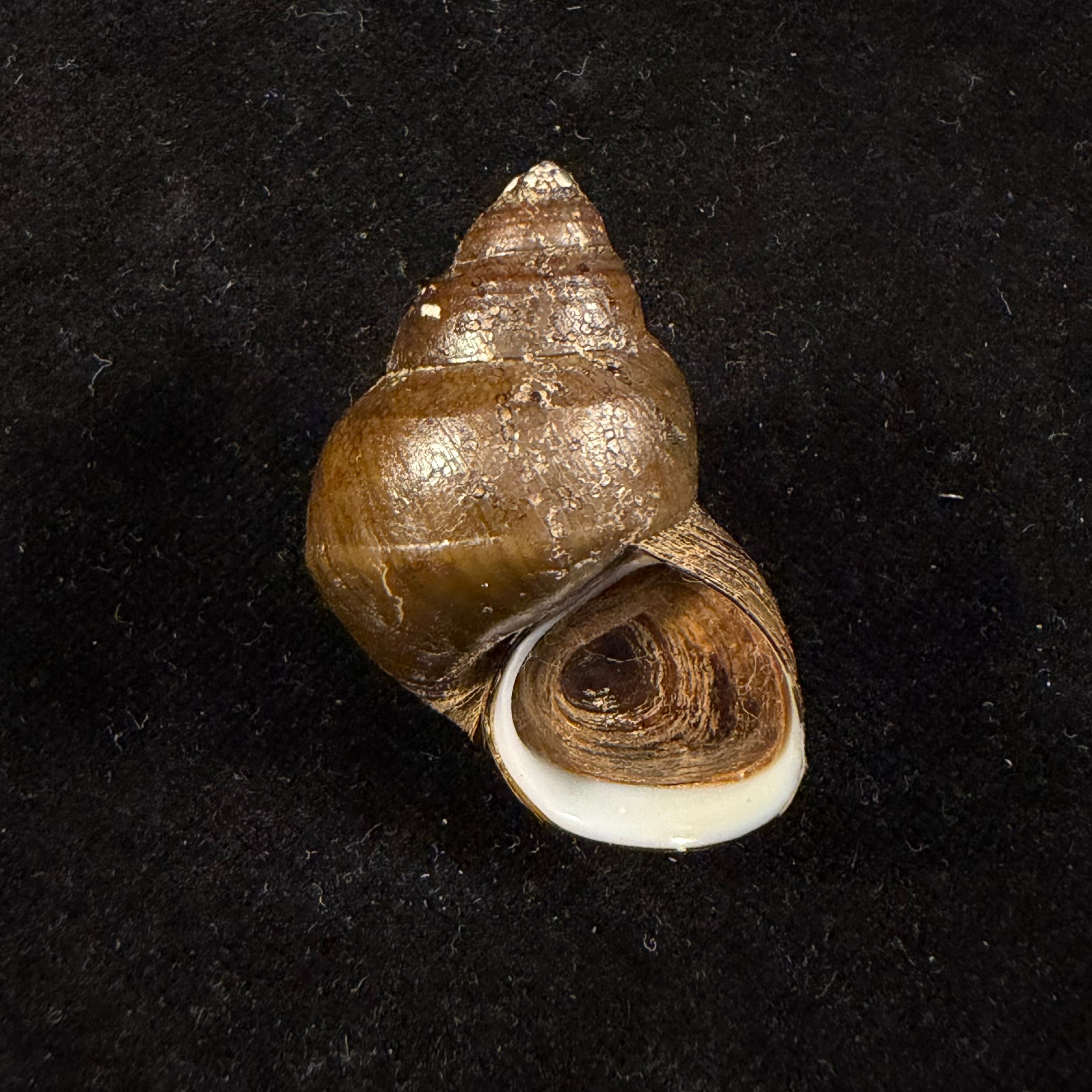 Filopaludina martensi martensi (Frauenfeld, 1865) - 39,3mm