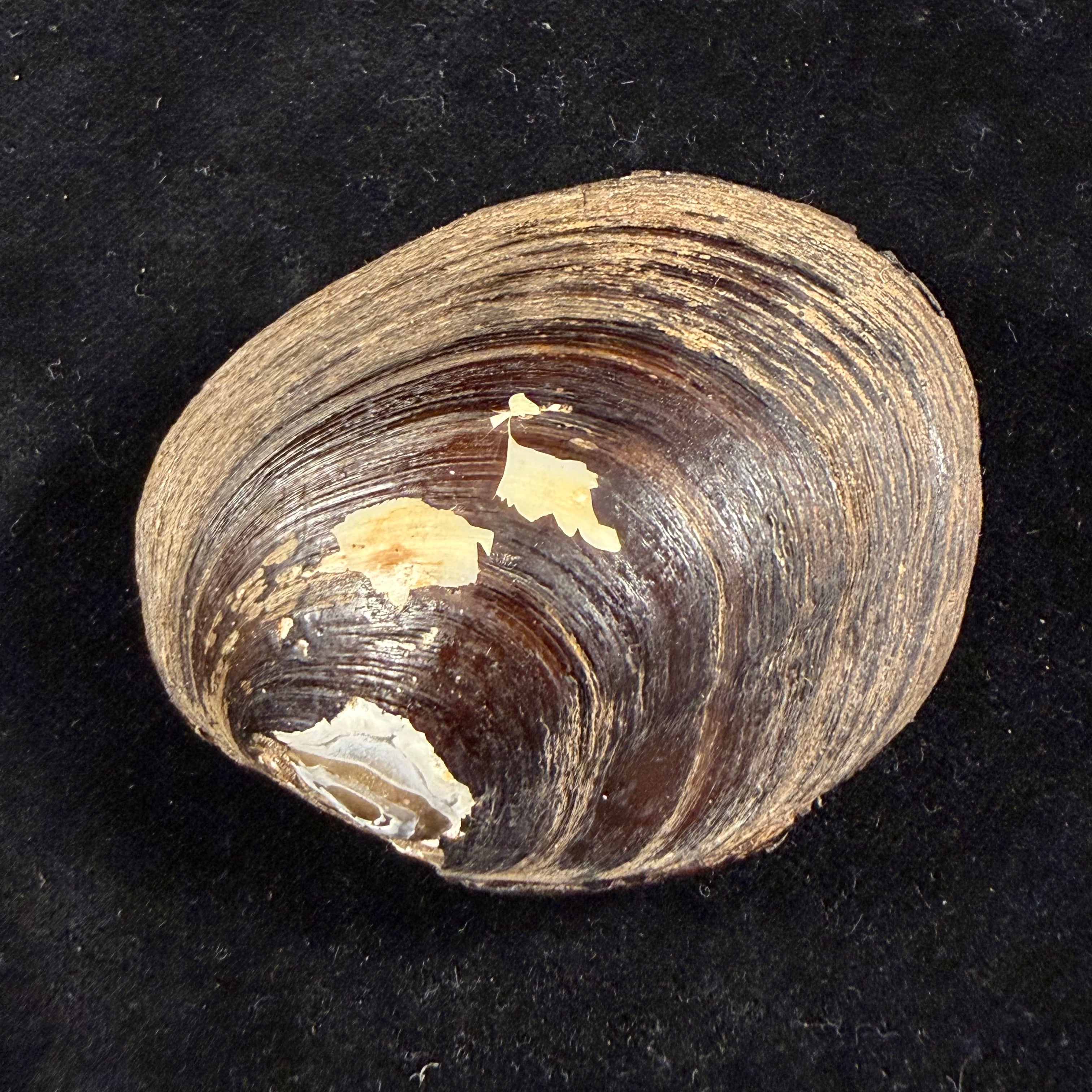 Coelatura kunenensis (Mousson, 1888) - 58,9mm
