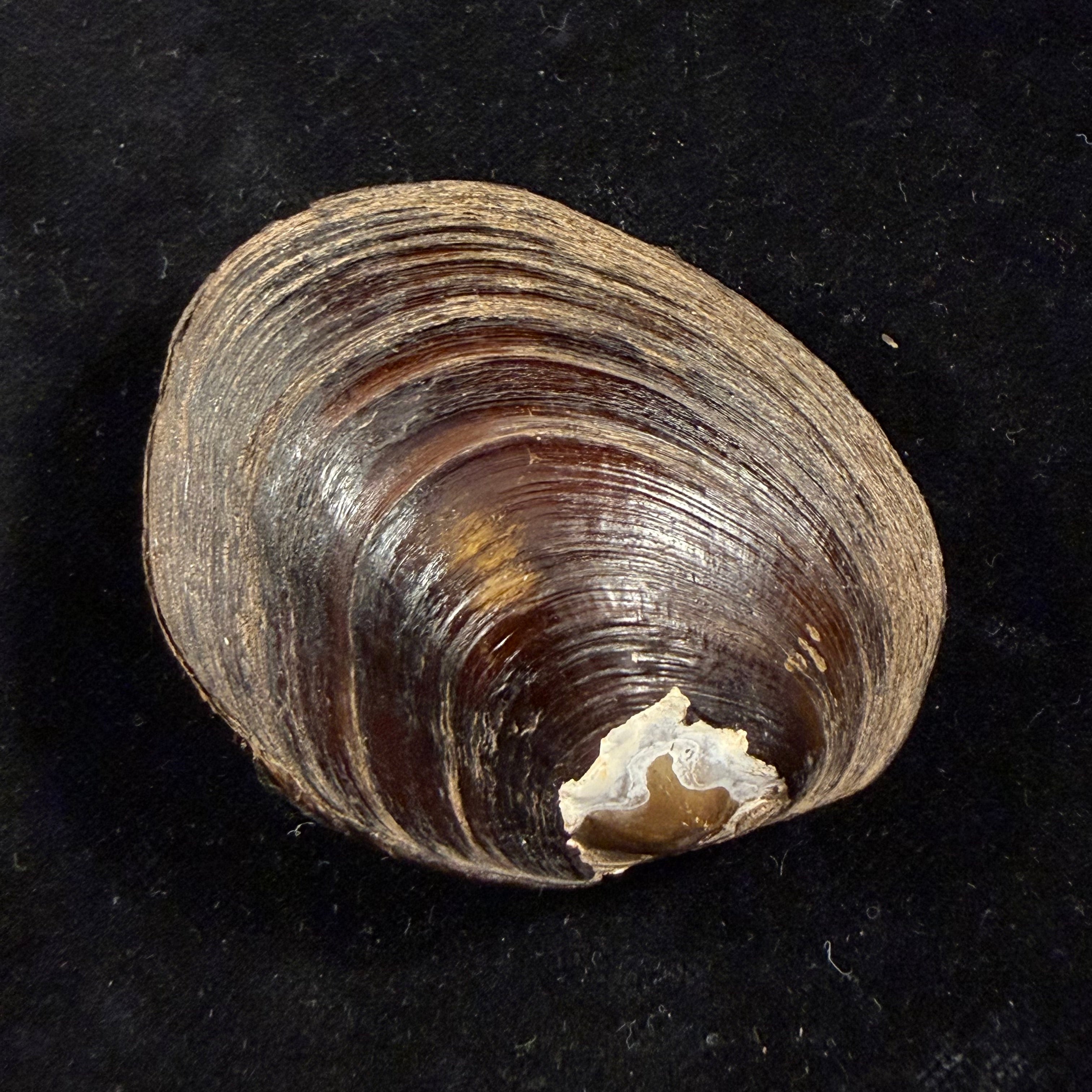 Coelatura kunenensis (Mousson, 1888) - 58,9mm