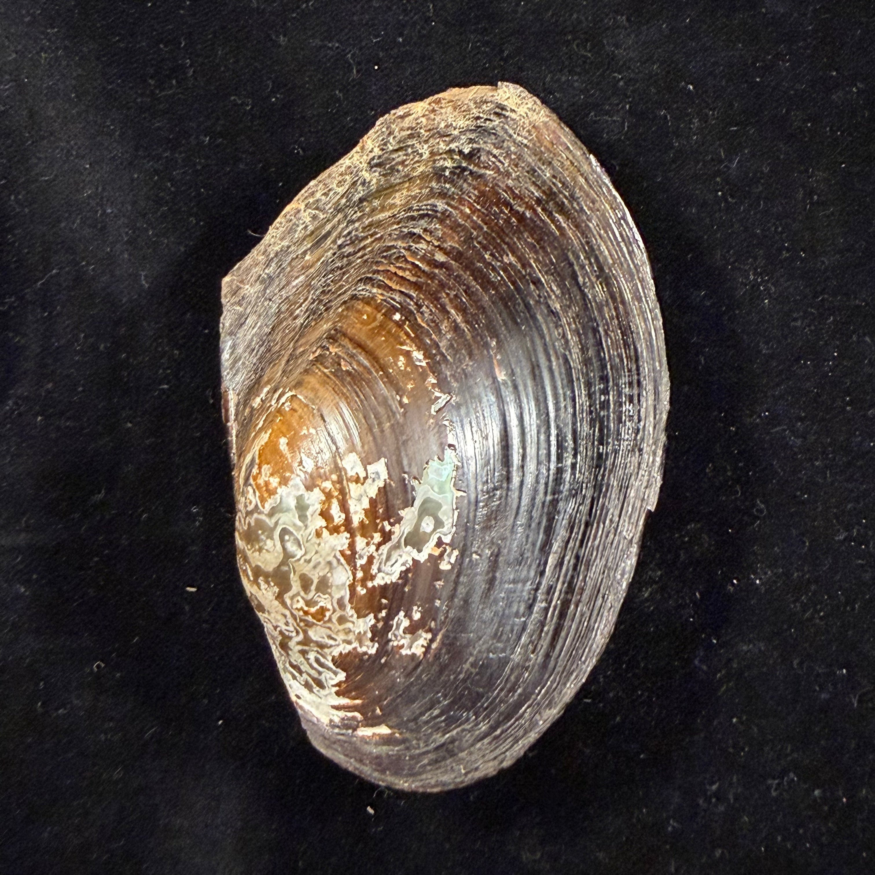 Anodontites trapesialis (Lamarck, 1814) - 89mm
