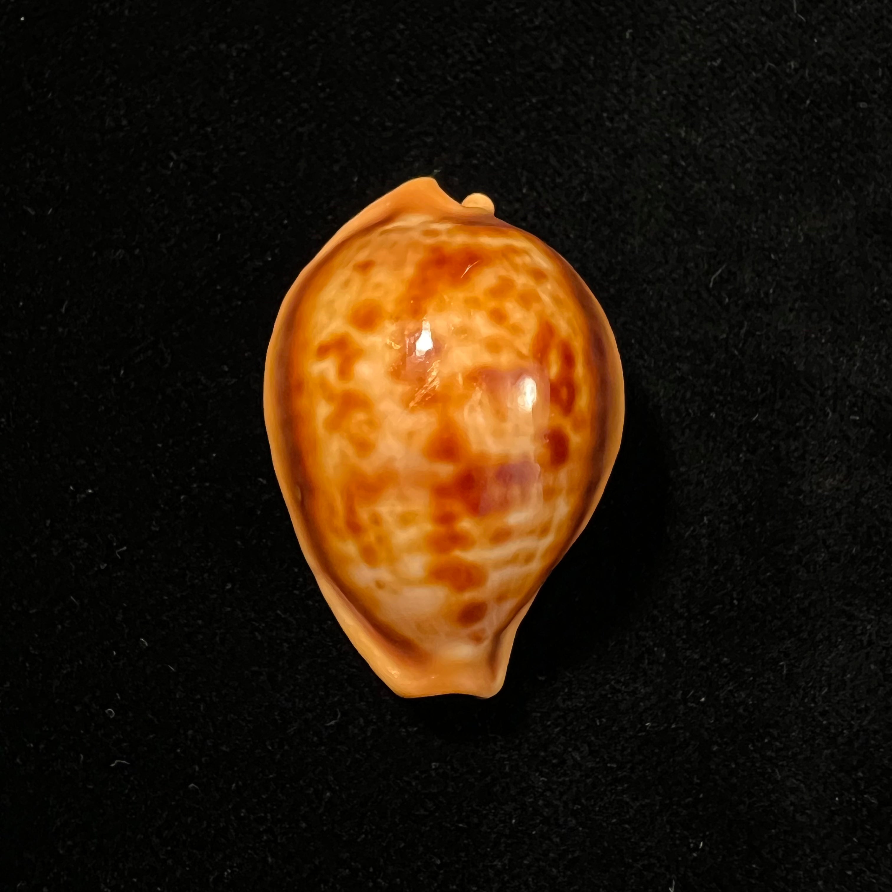 Propustularia surinamensis (G. Perry, 1811 - 36,7mm