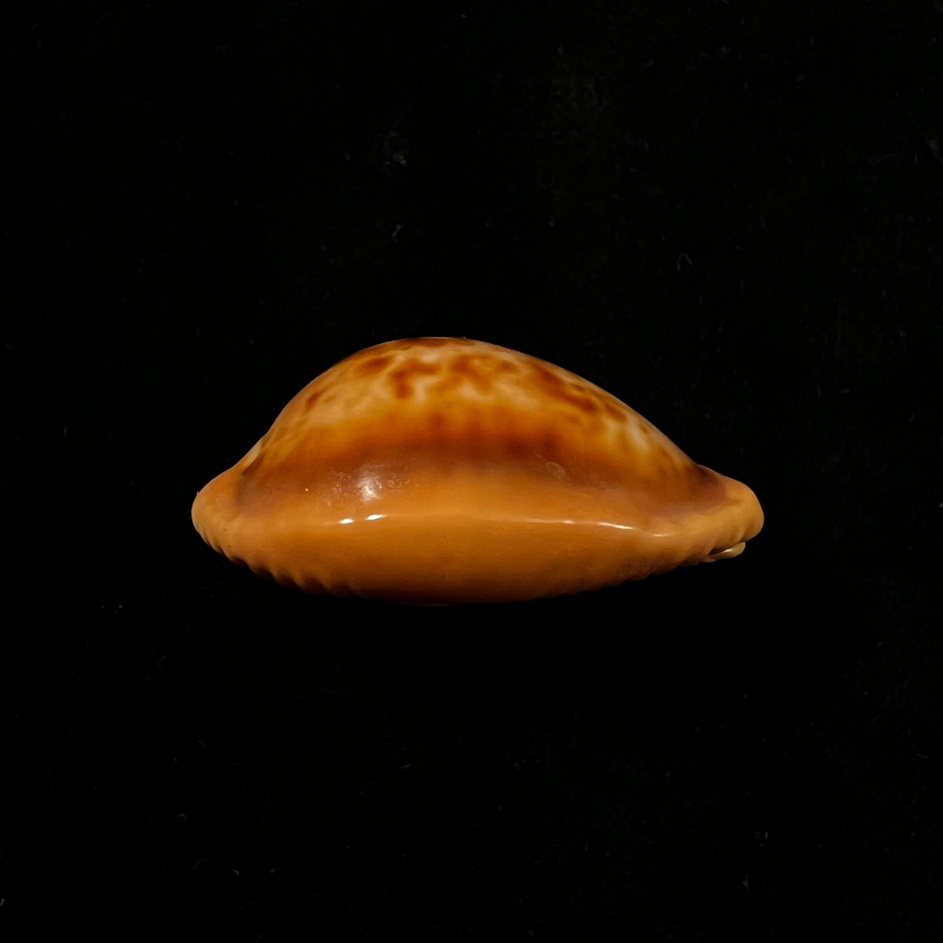 Propustularia surinamensis (G. Perry, 1811 - 36,7mm