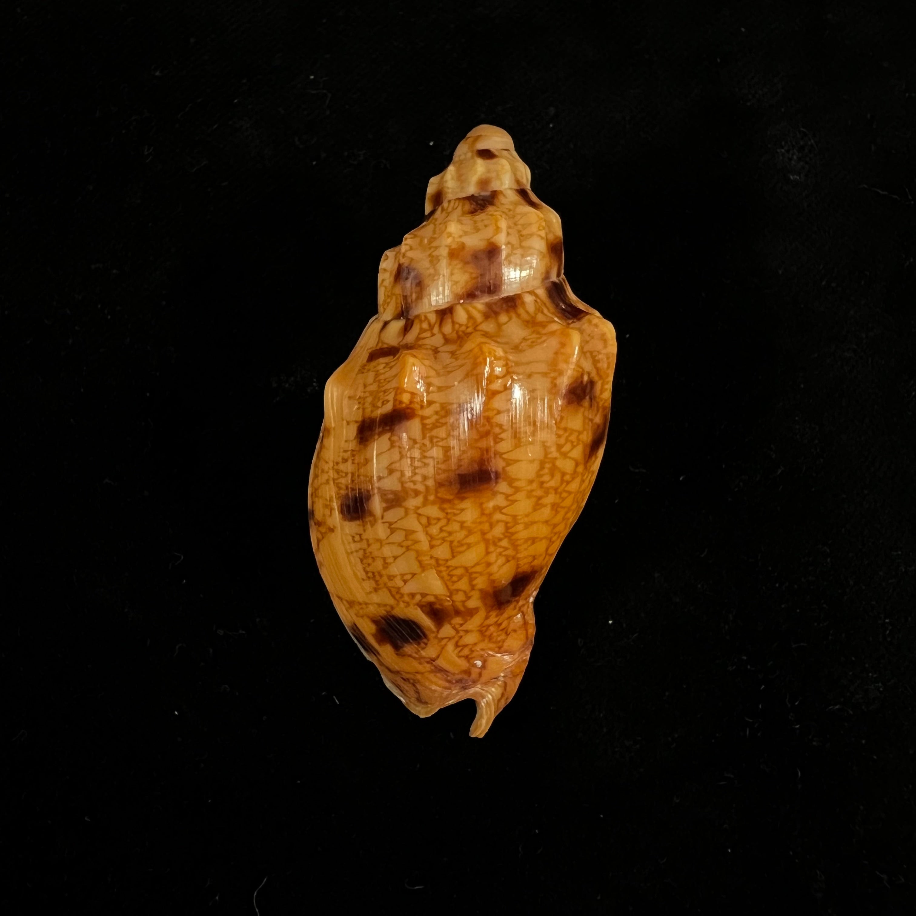 Odontocymbiola americana (Reeve, 1856) - 57,6毫米