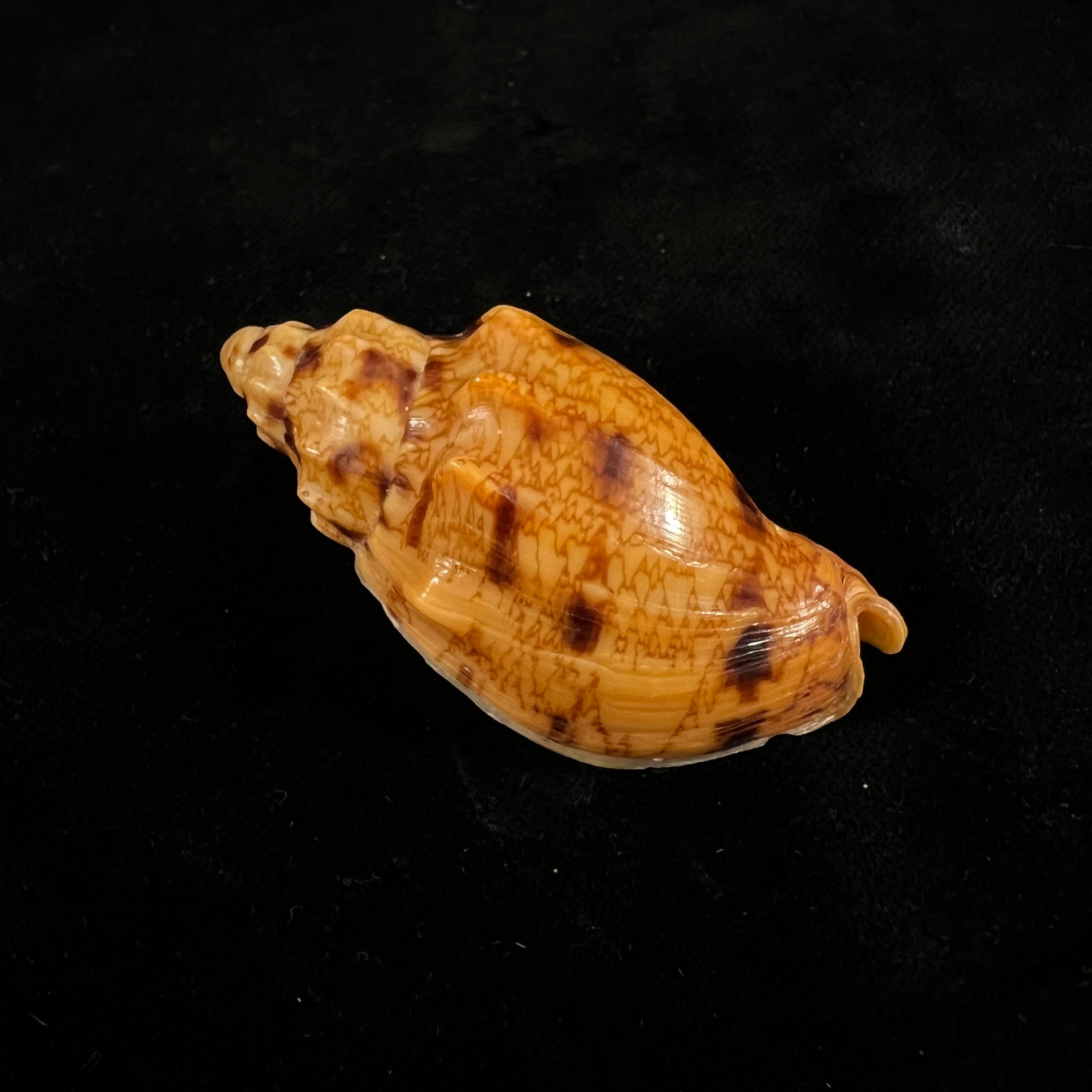 Odontocymbiola americana (Reeve, 1856) - 57,6毫米