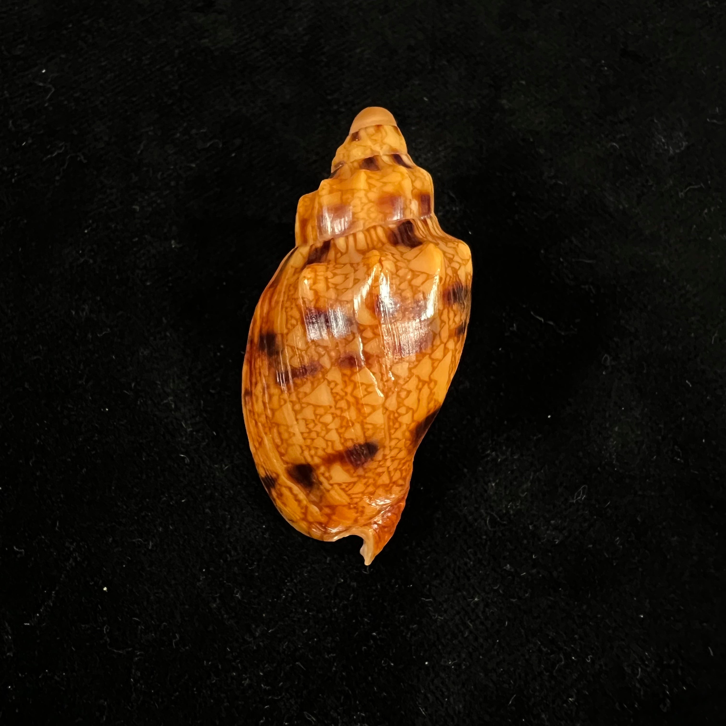 Odontocymbiola americana (Reeve, 1856) - 49,1毫米