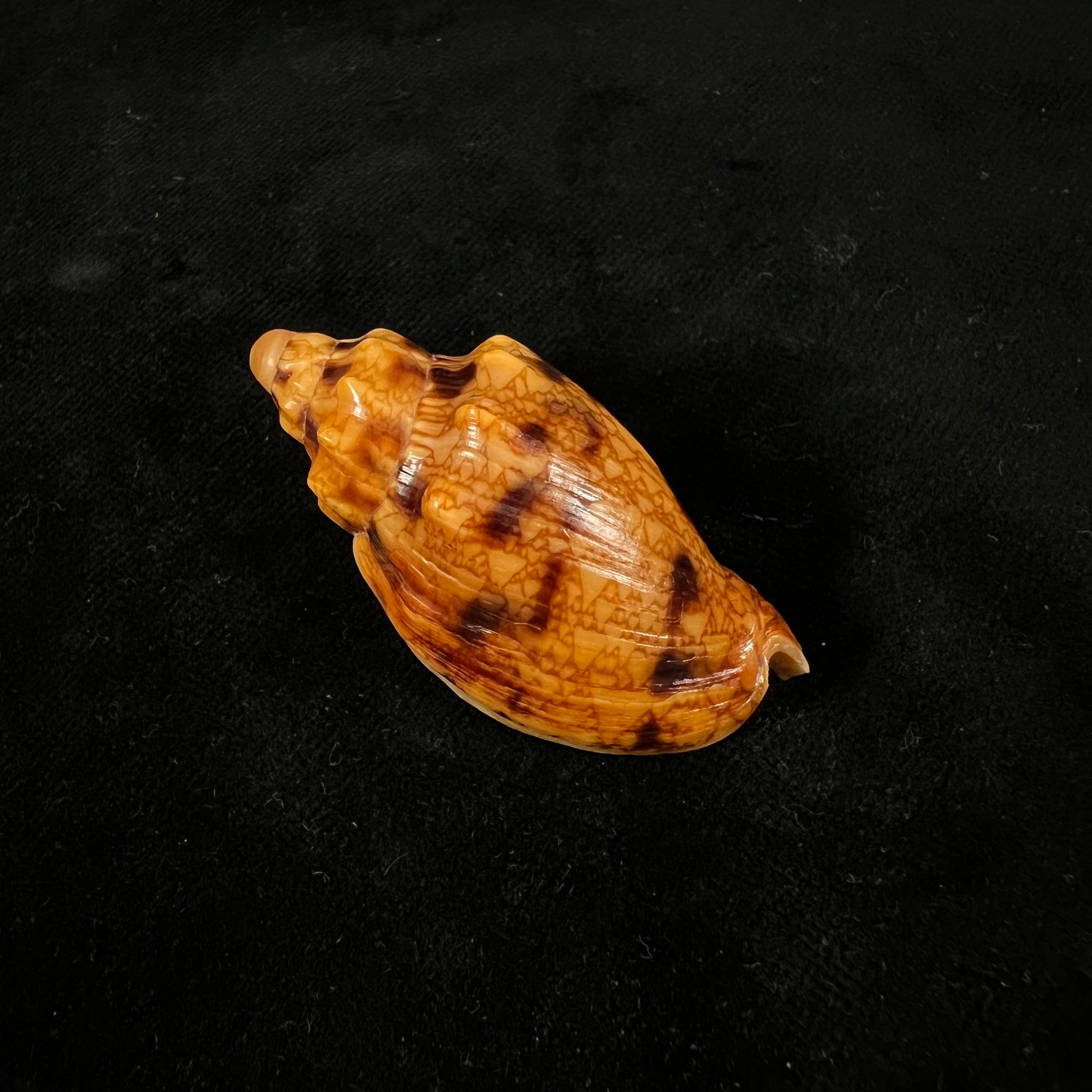 Odontocymbiola americana (Reeve, 1856) - 49,1毫米