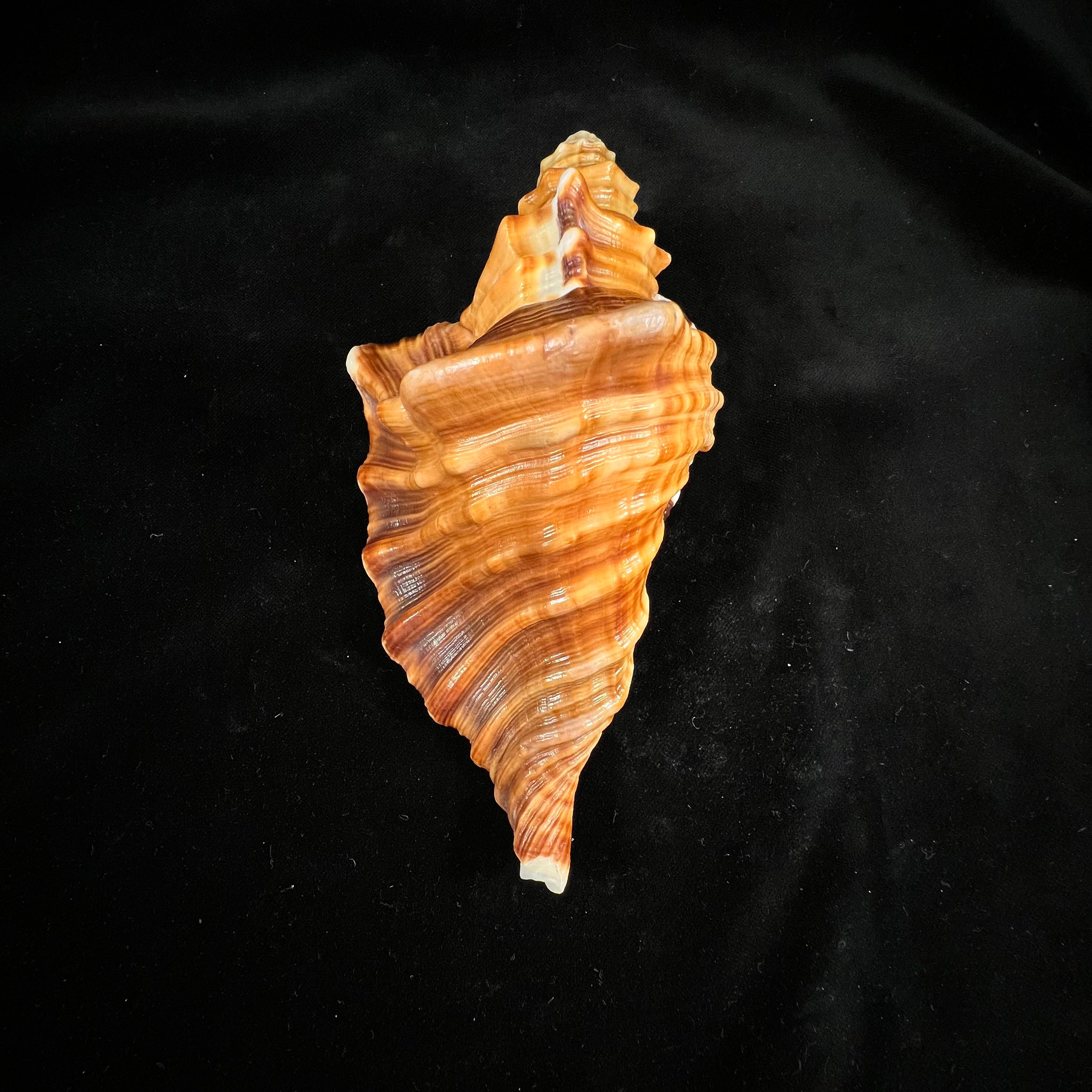 Cymatium raderi D'Attilio & B. W. Myers, 1984 - 163,8mm