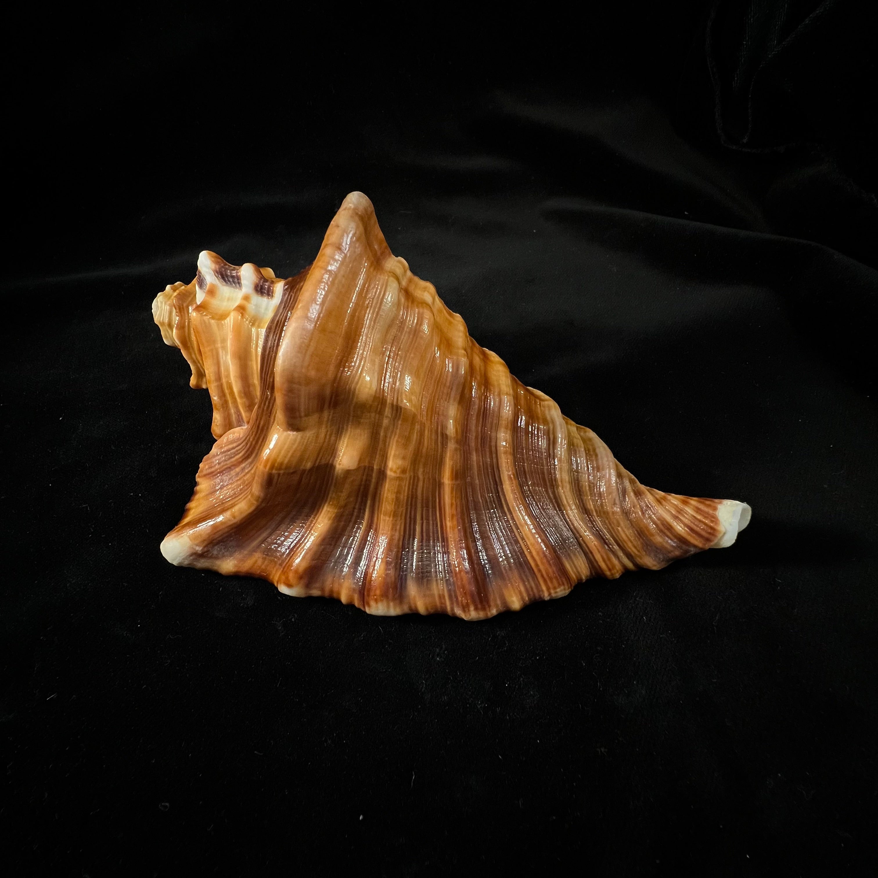 Cymatium raderi D'Attilio & B. W. Myers, 1984 - 163,8mm