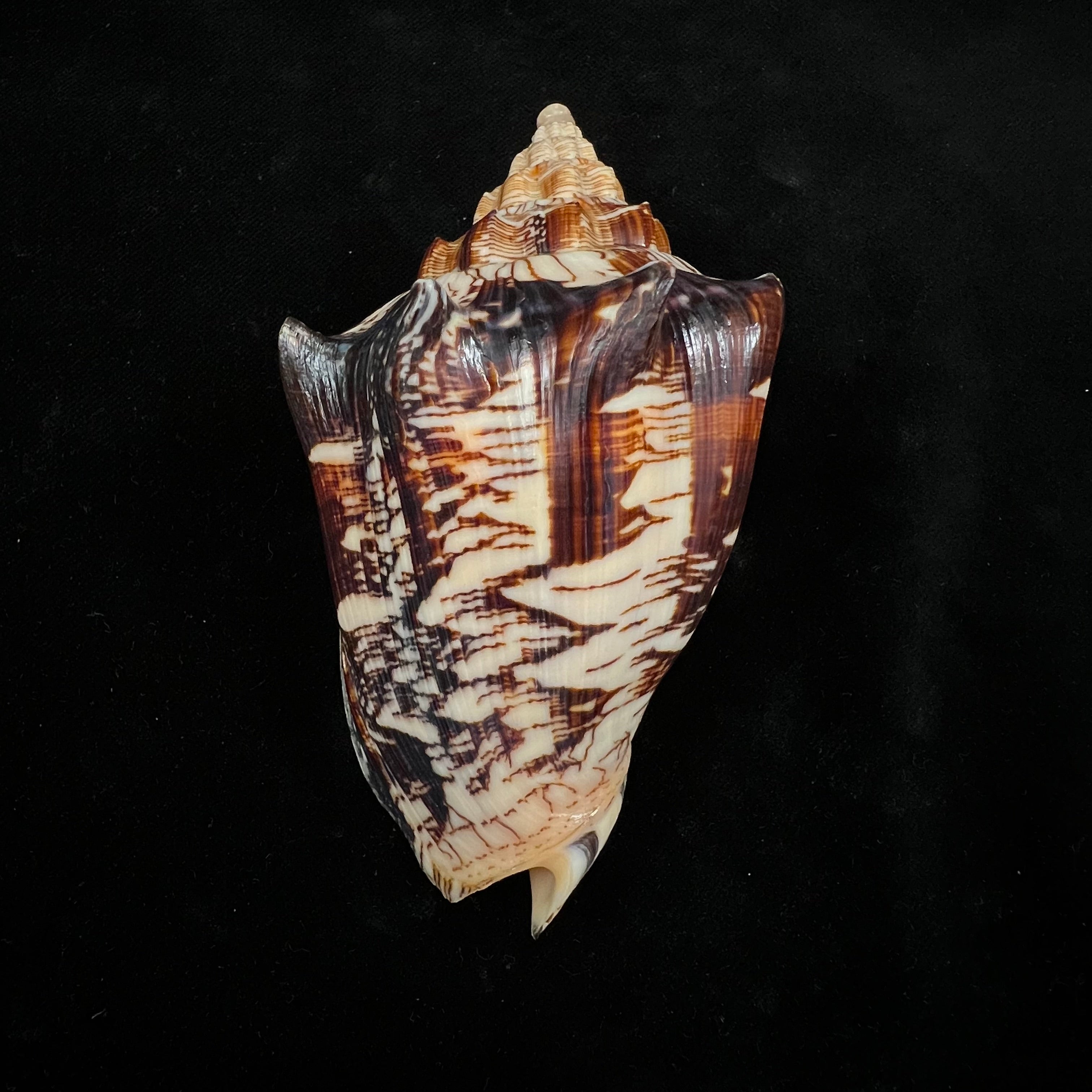 Voluta ebraea Linnaeus, 1758 - 104,9mm